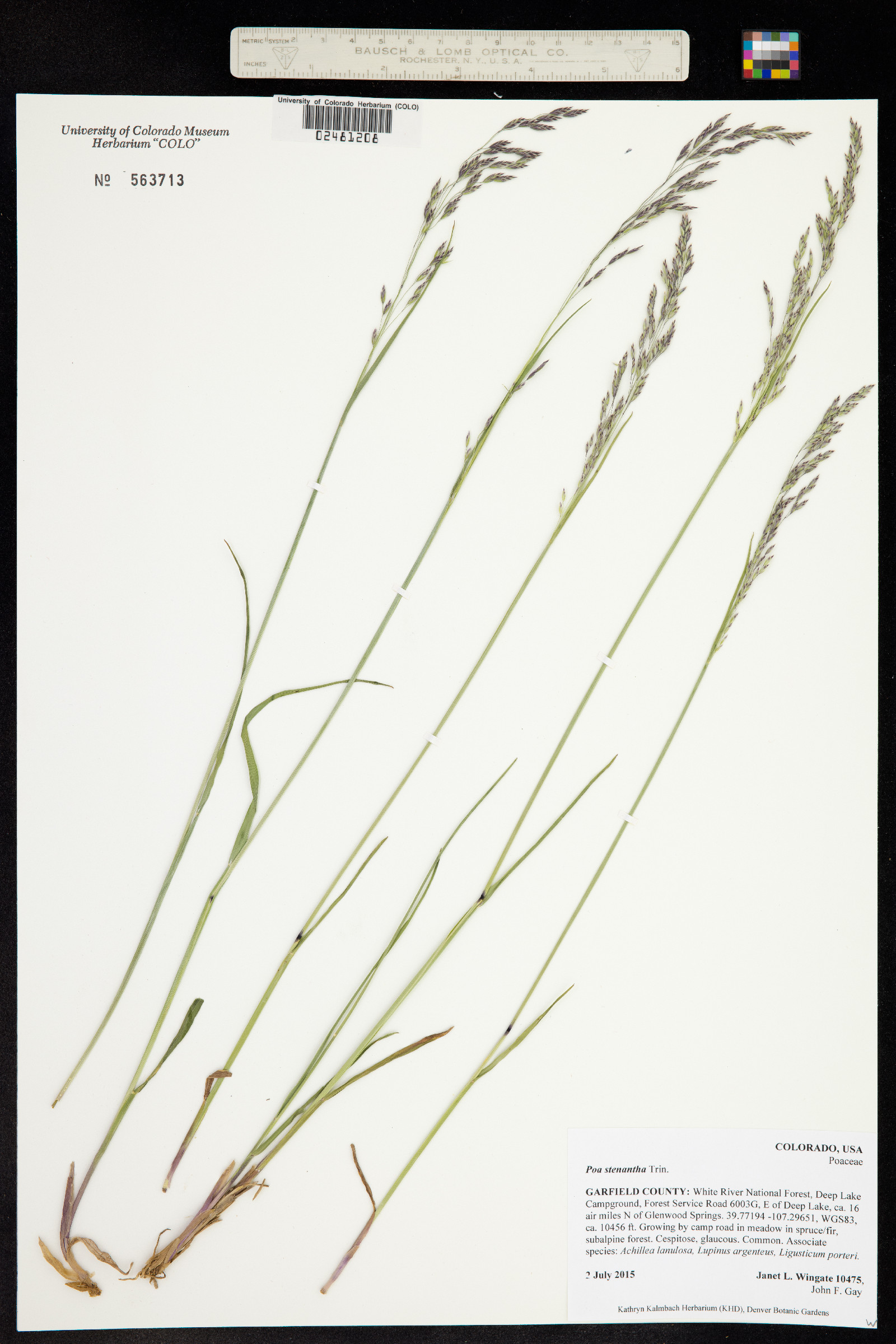 Poa stenantha image