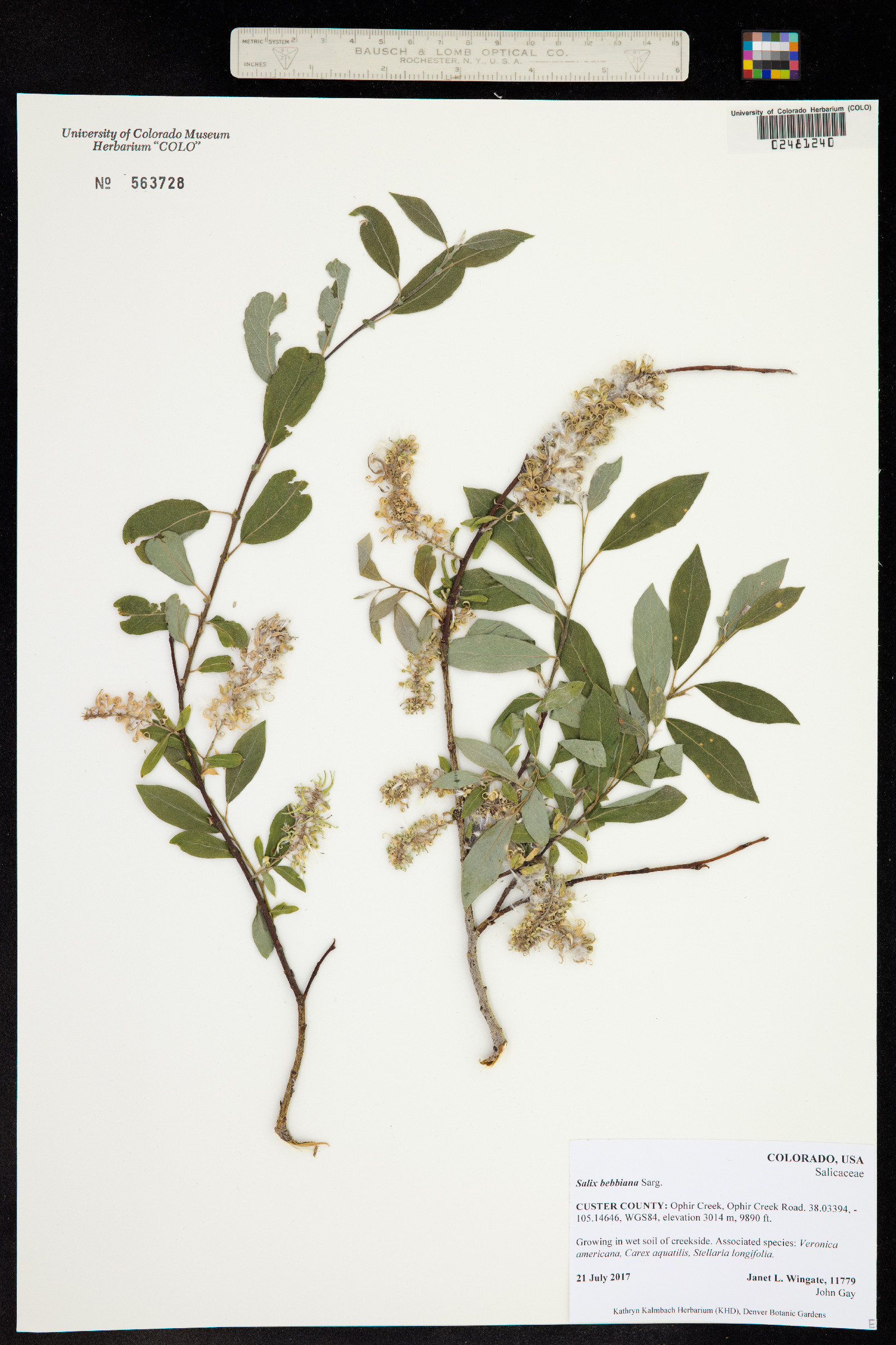 Salix bebbiana image