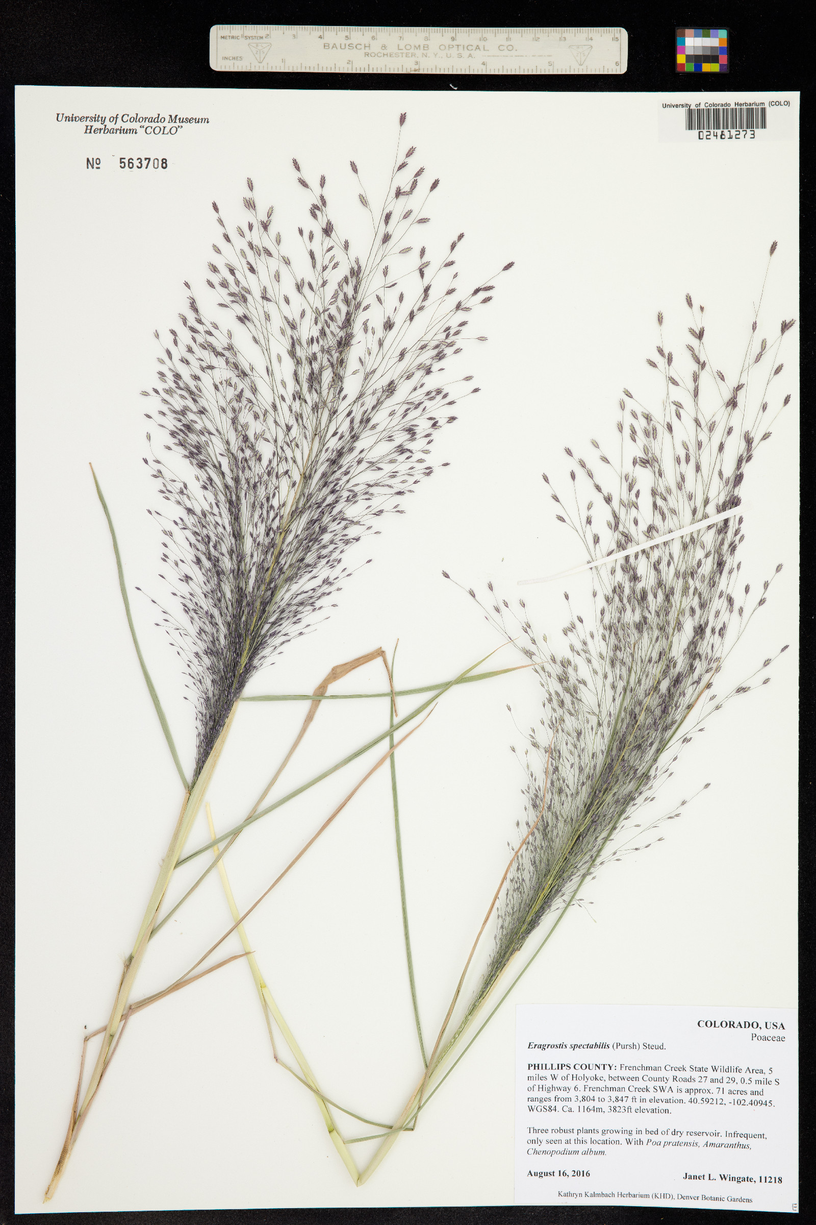 Eragrostis image