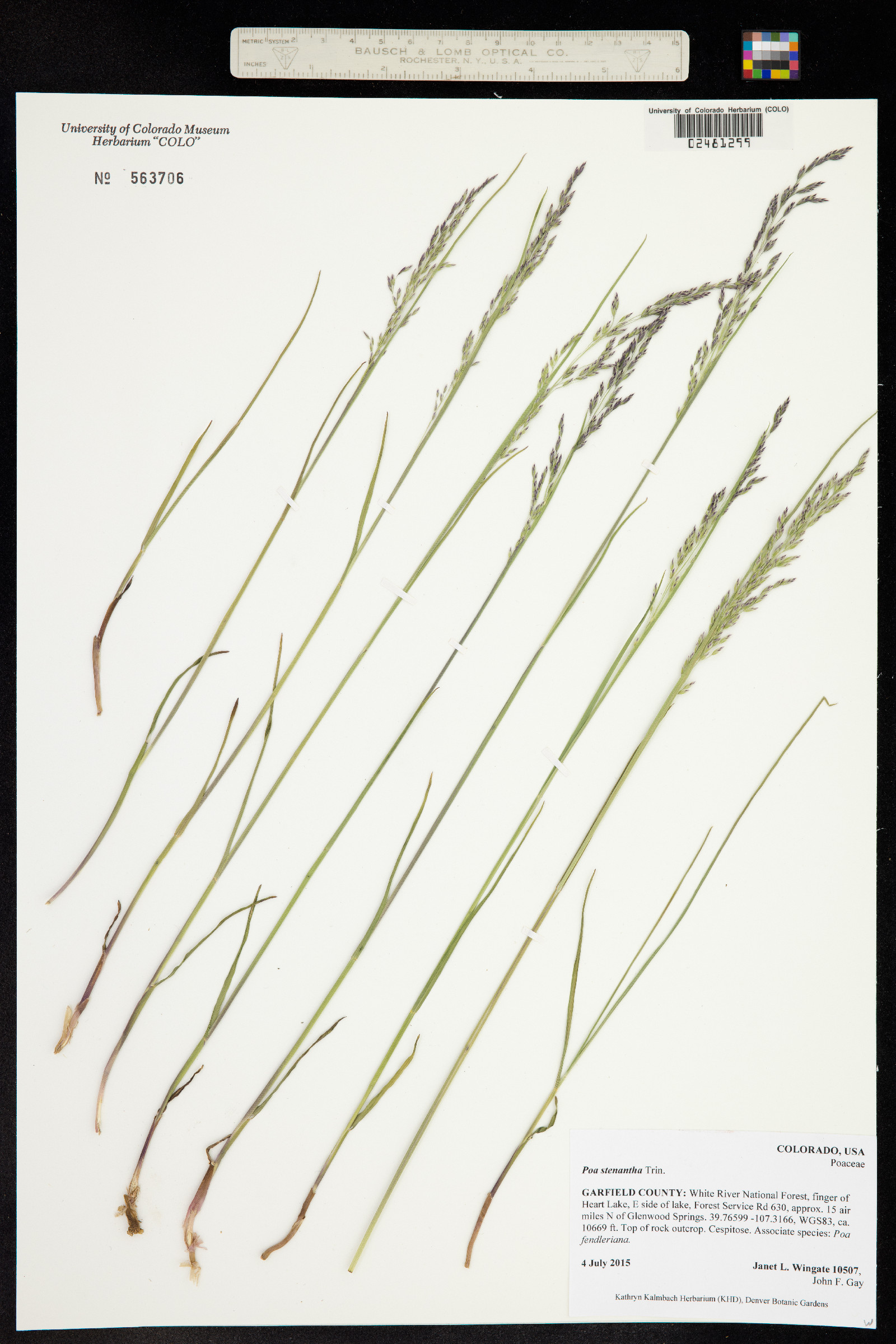Poa stenantha image