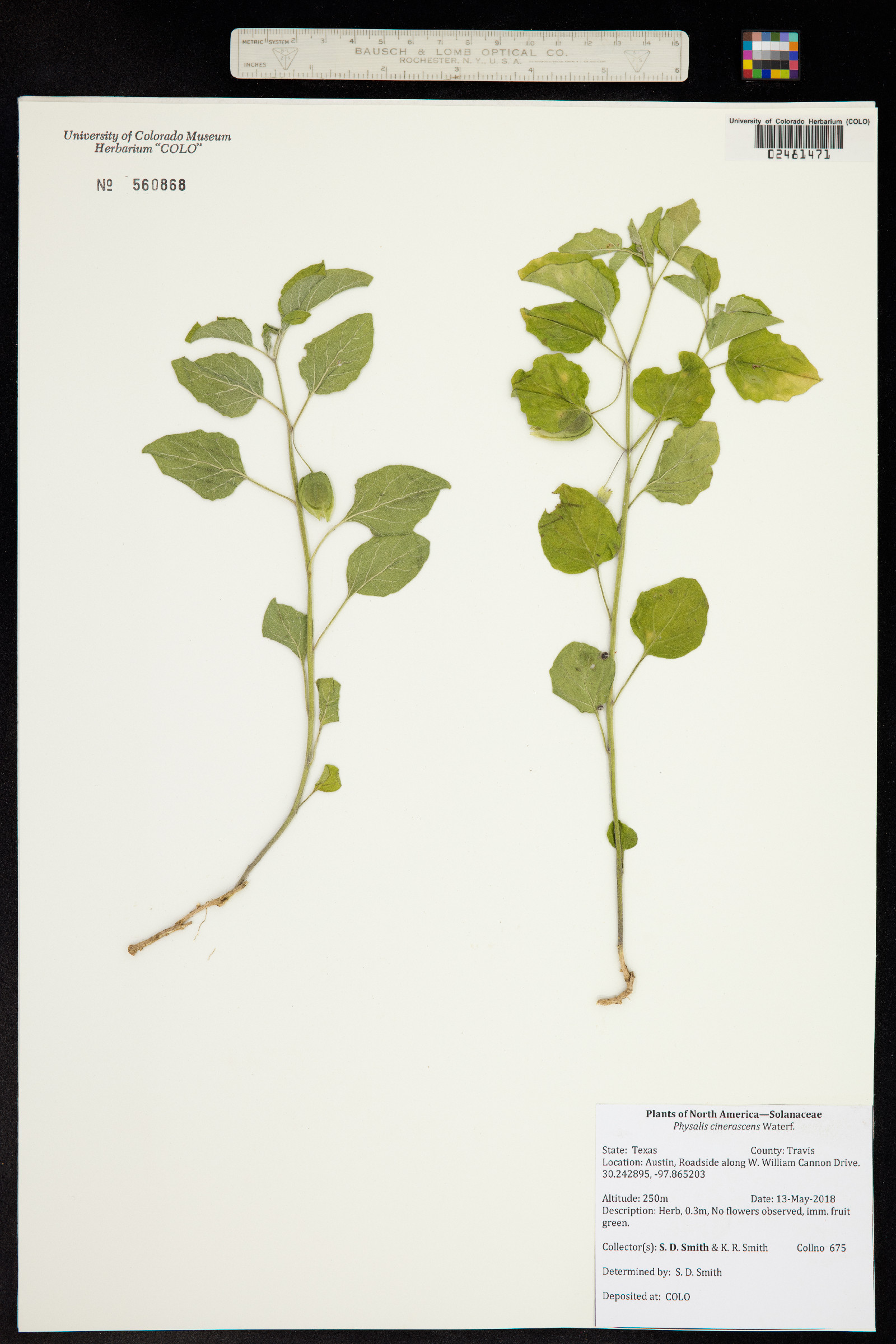 Physalis cinerascens image