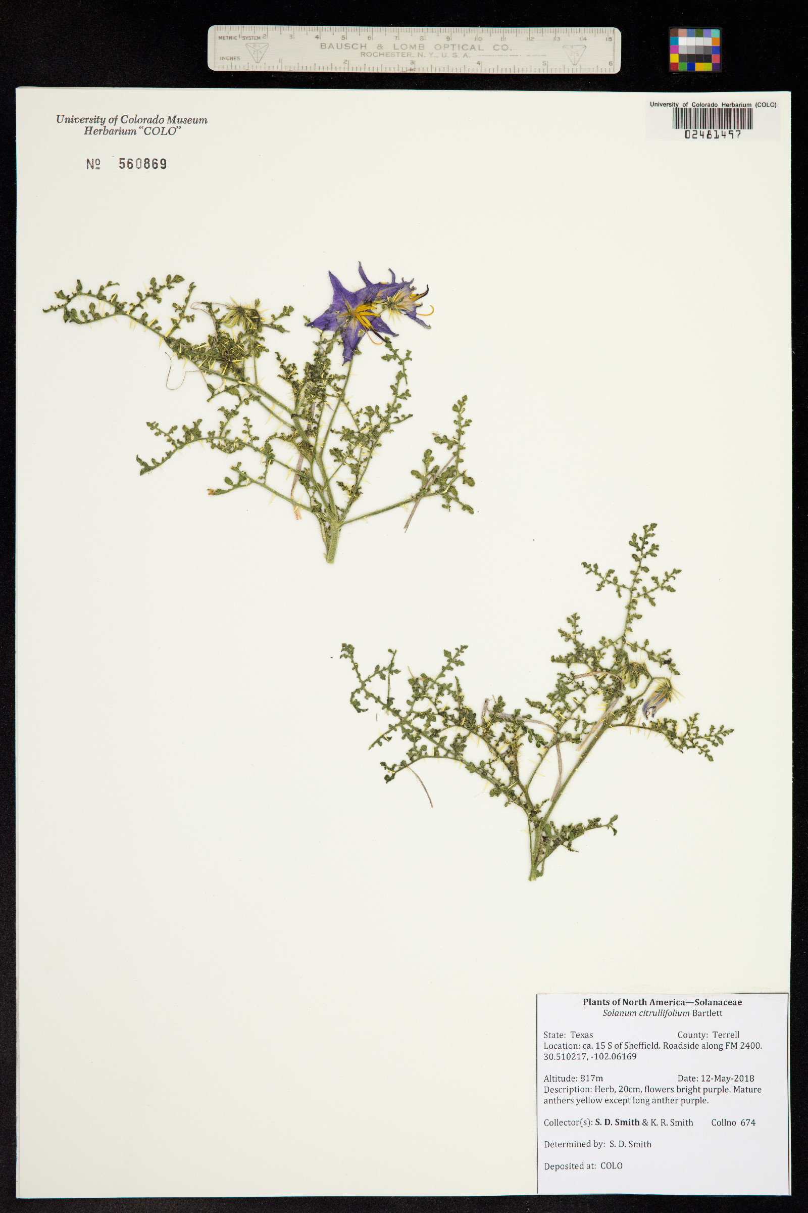 Solanum citrullifolium image