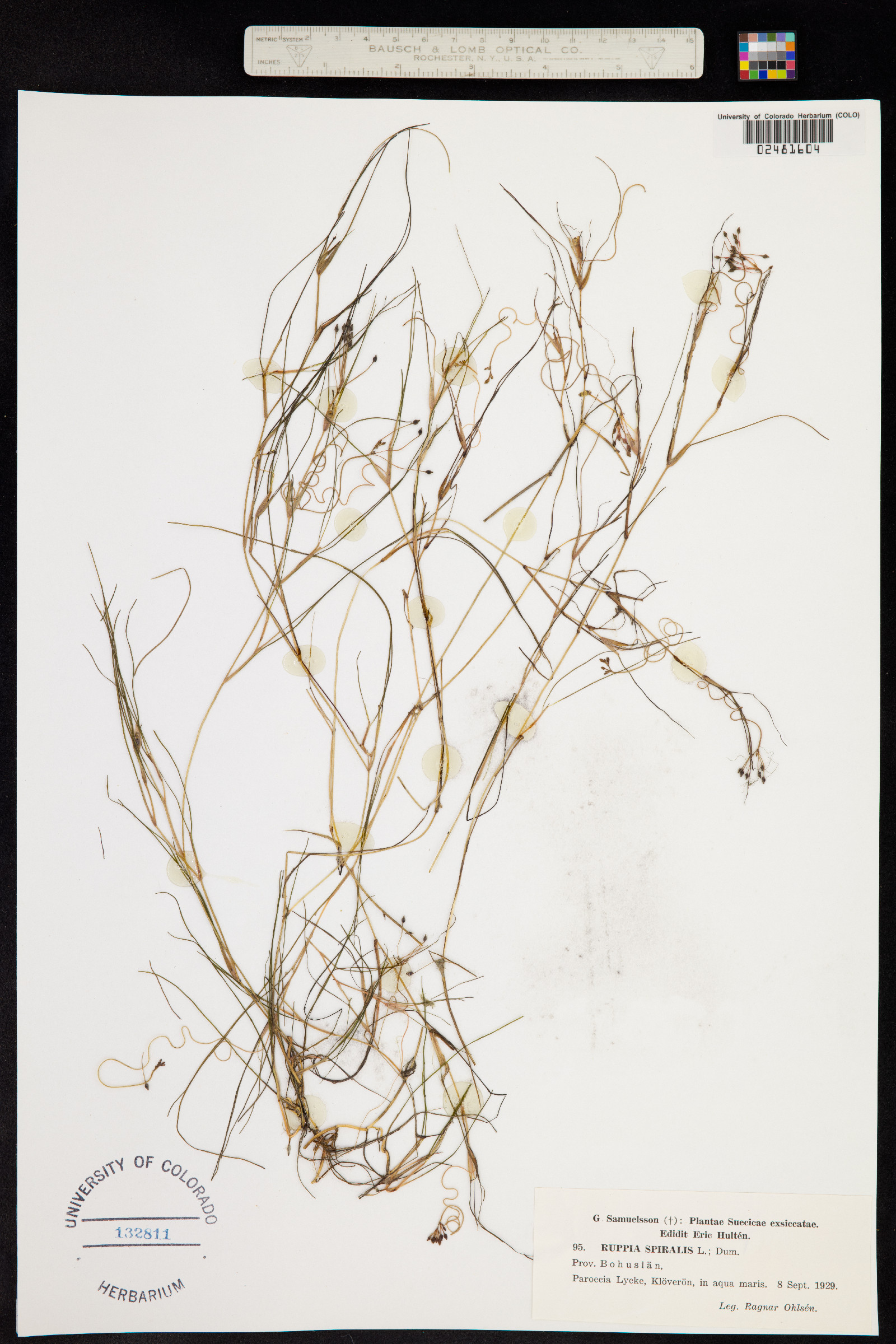 Ruppia cirrhosa image