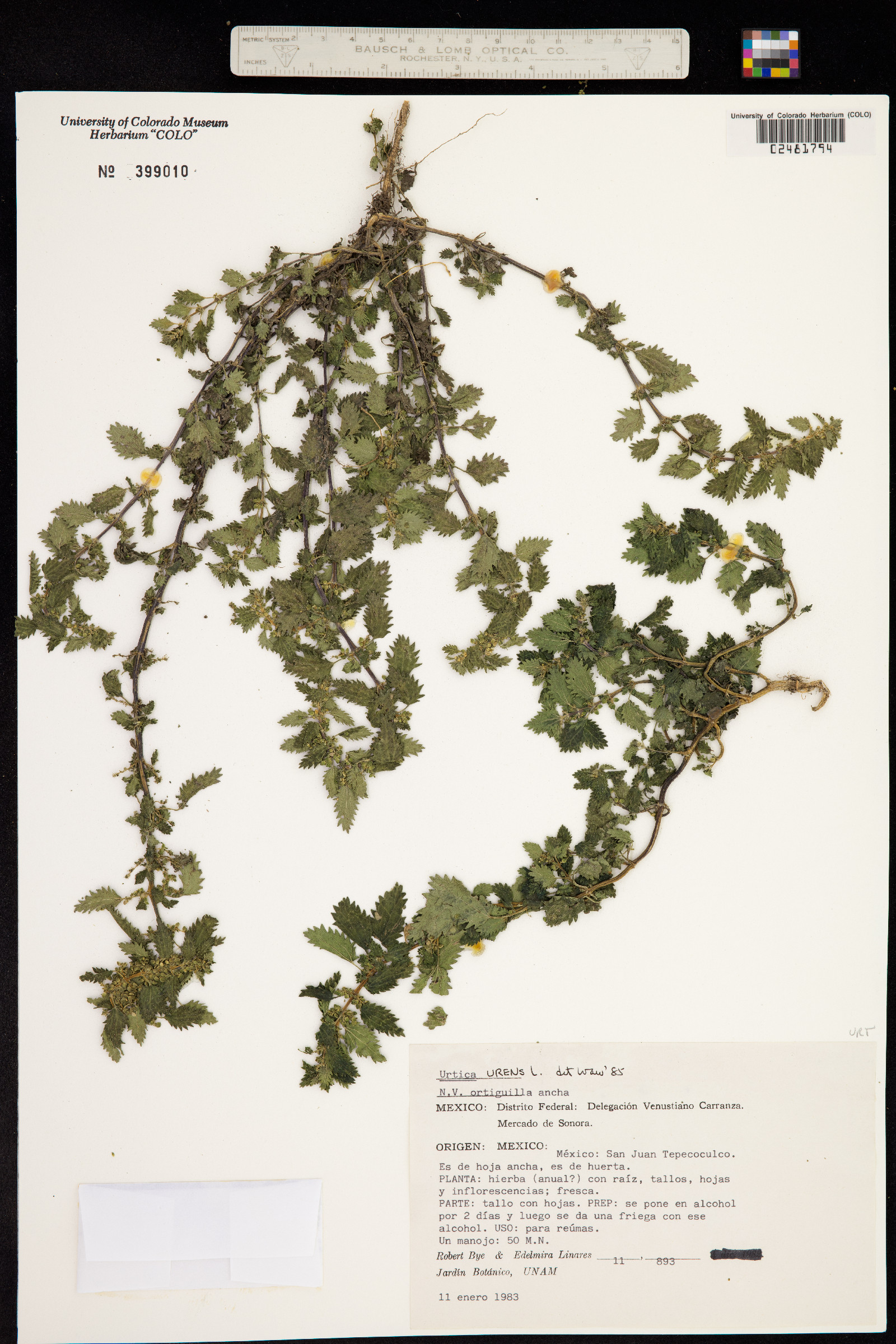 Urtica urens image