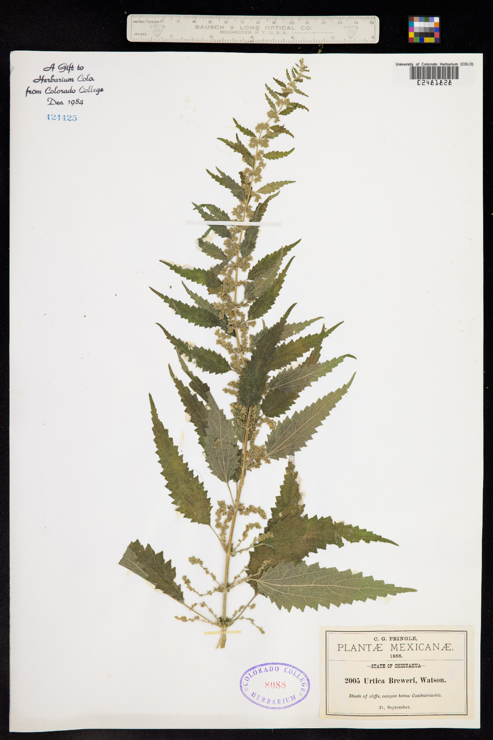 Urtica dioica ssp. holosericea image