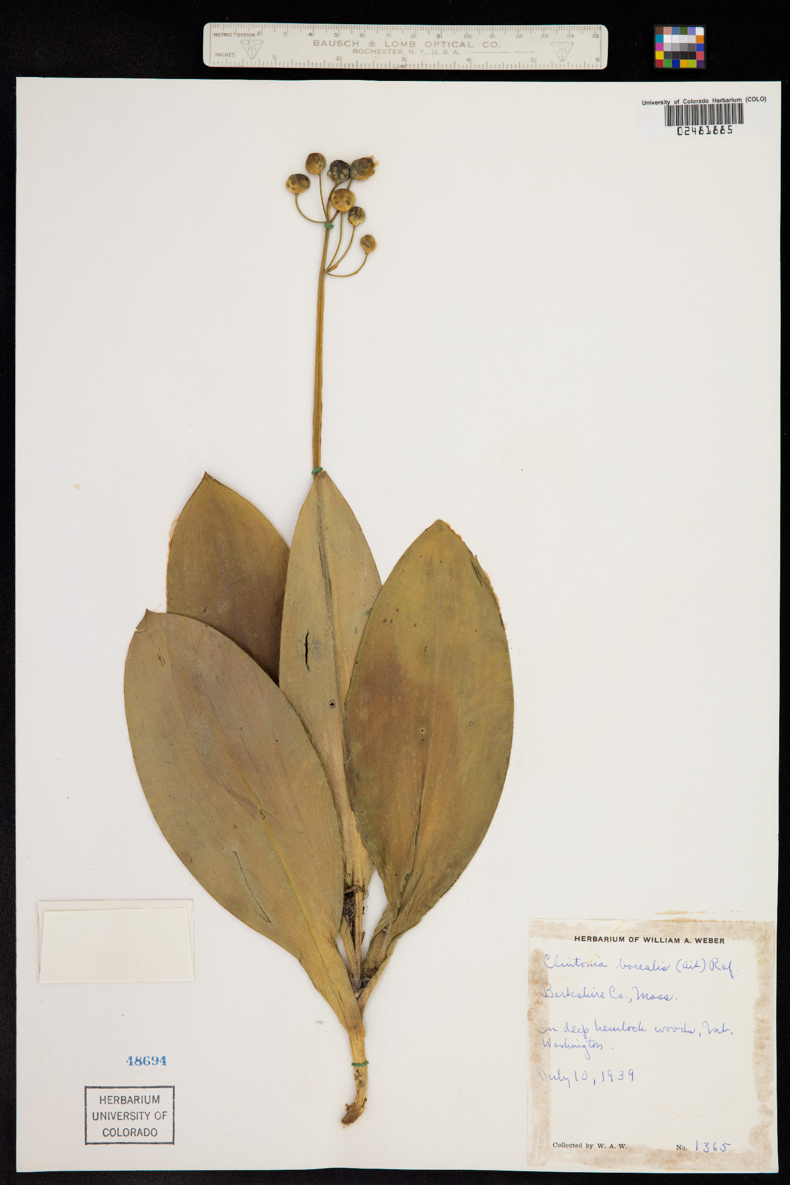 Clintonia borealis image