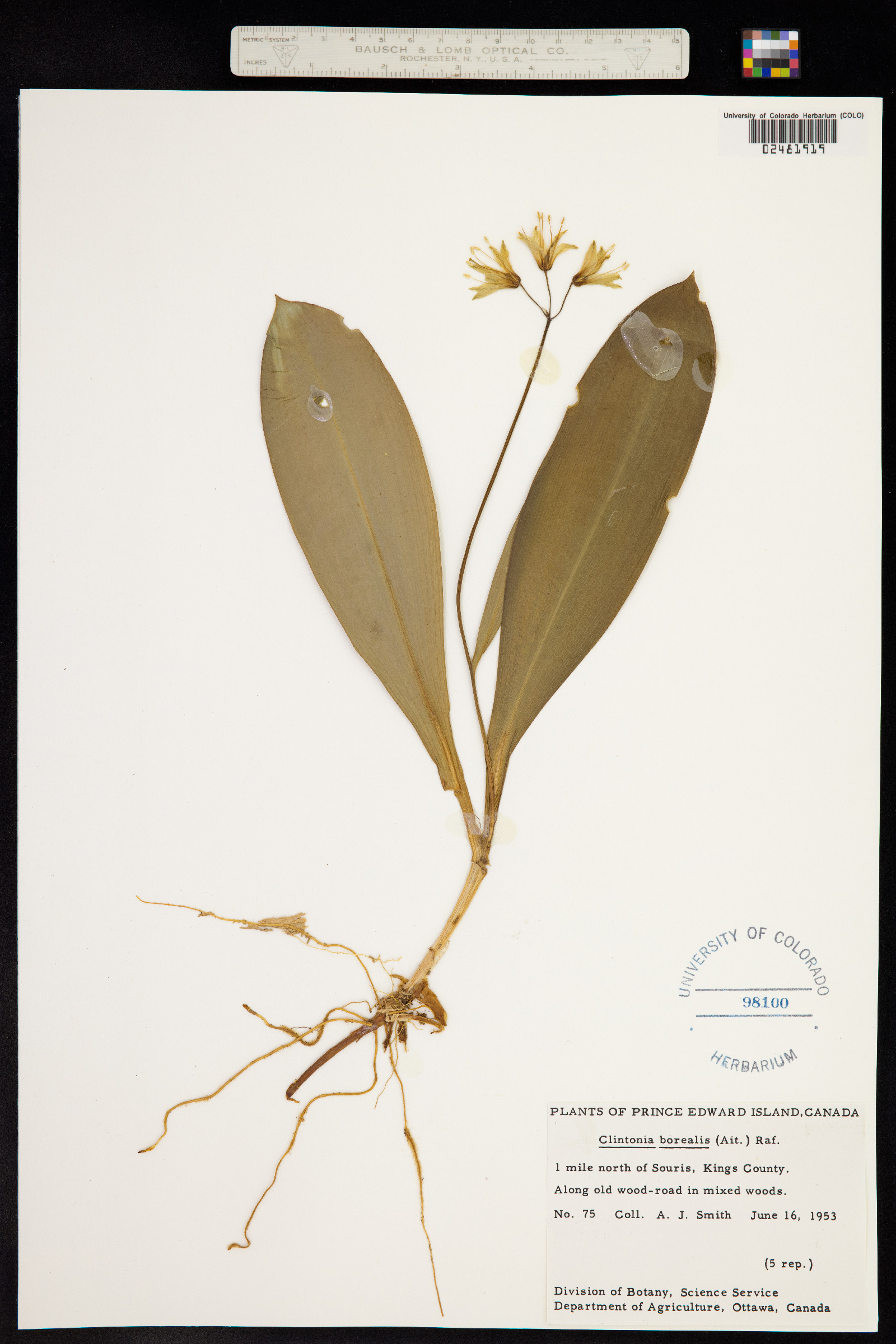 Clintonia borealis image