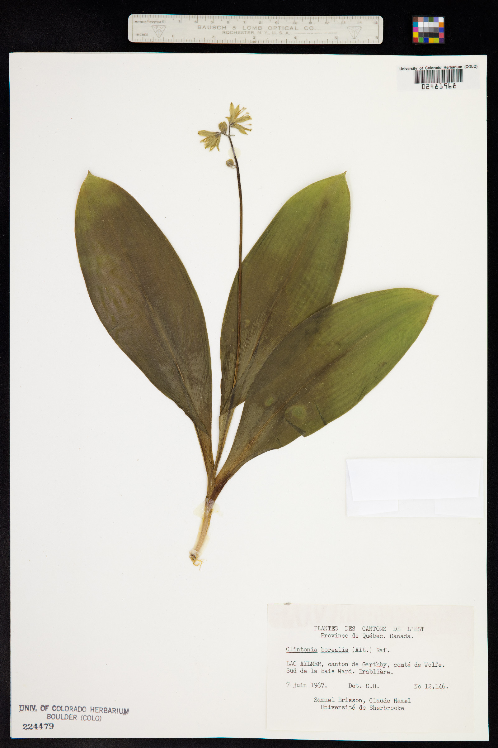 Clintonia borealis image