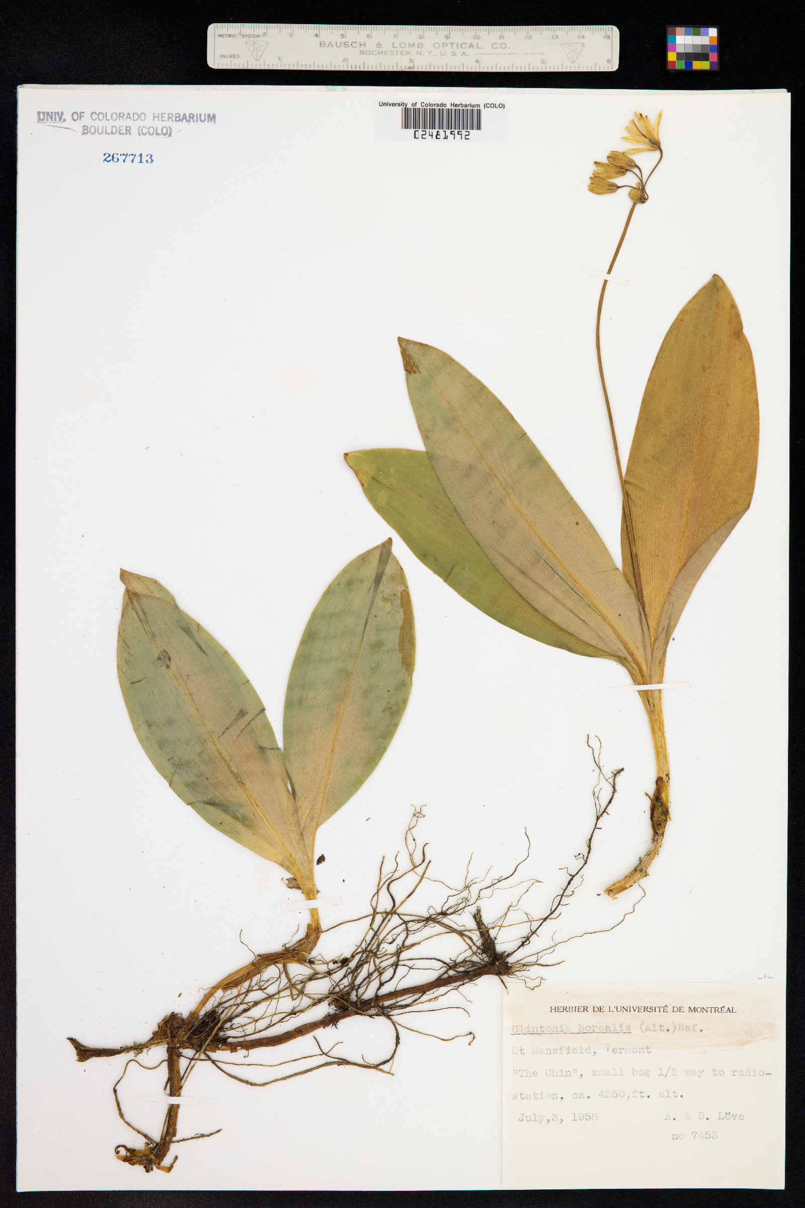 Clintonia borealis image