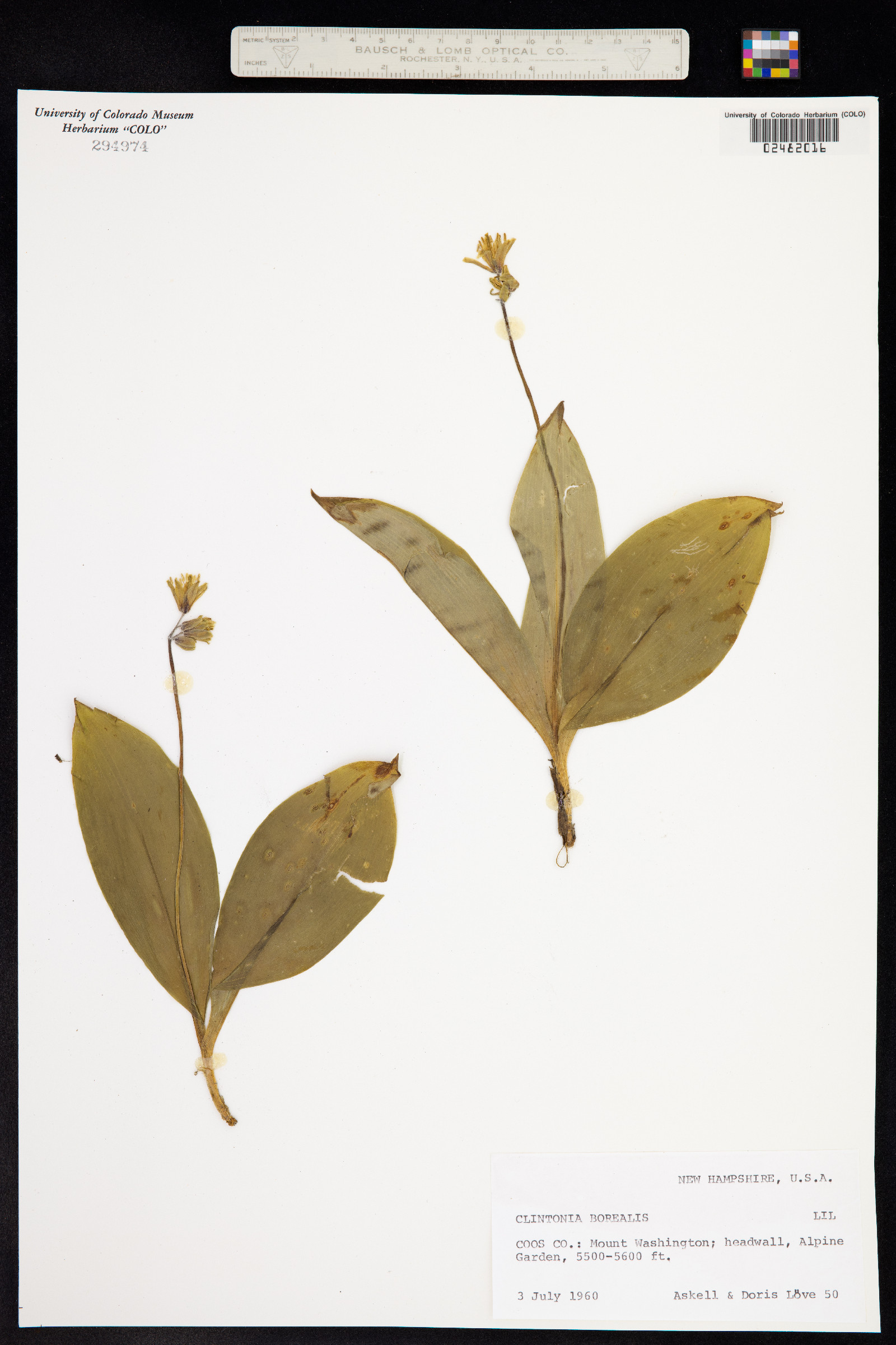 Clintonia borealis image