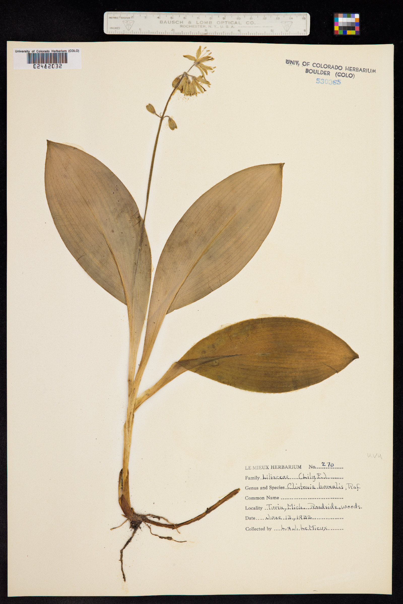 Clintonia borealis image