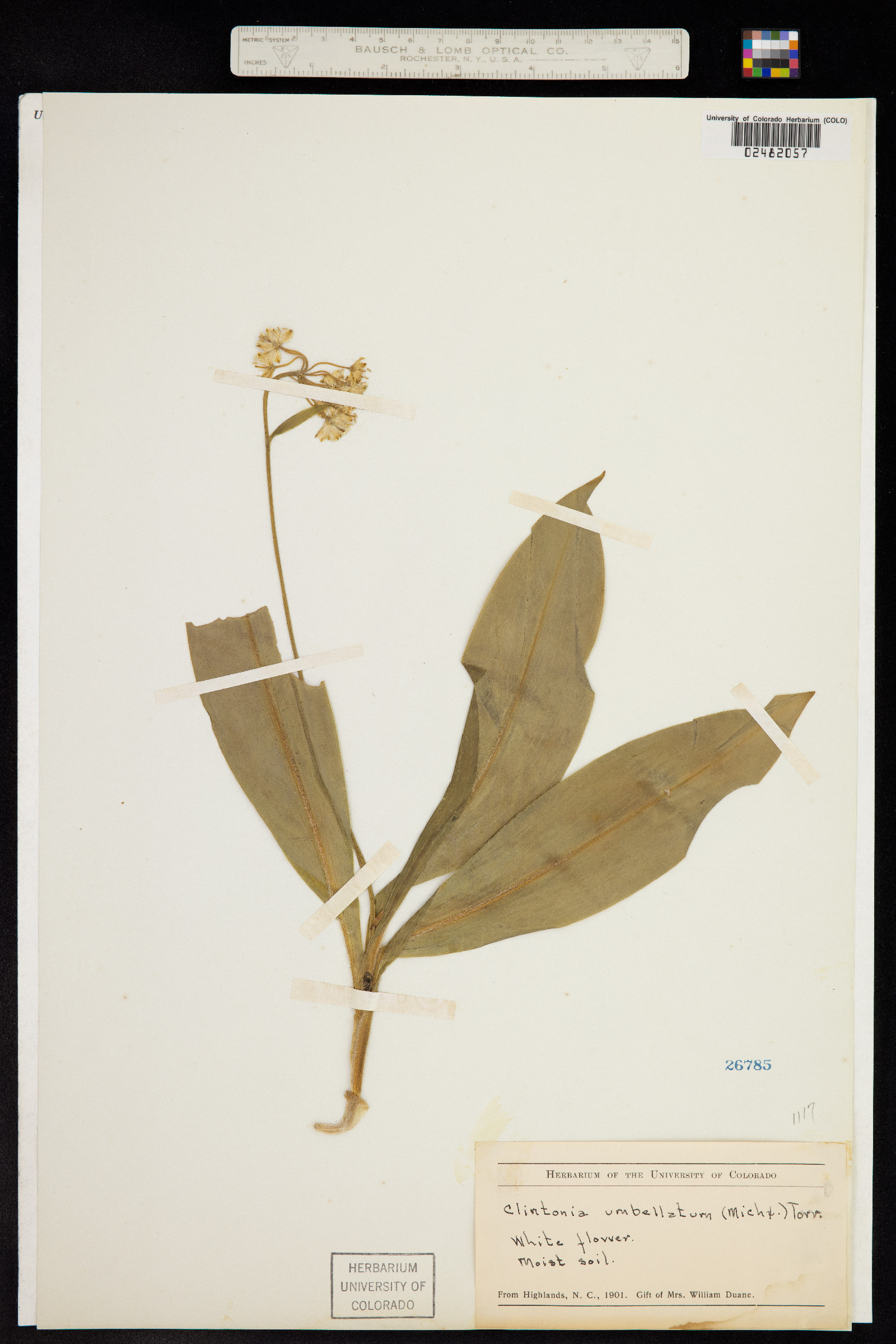 Clintonia umbellulata image