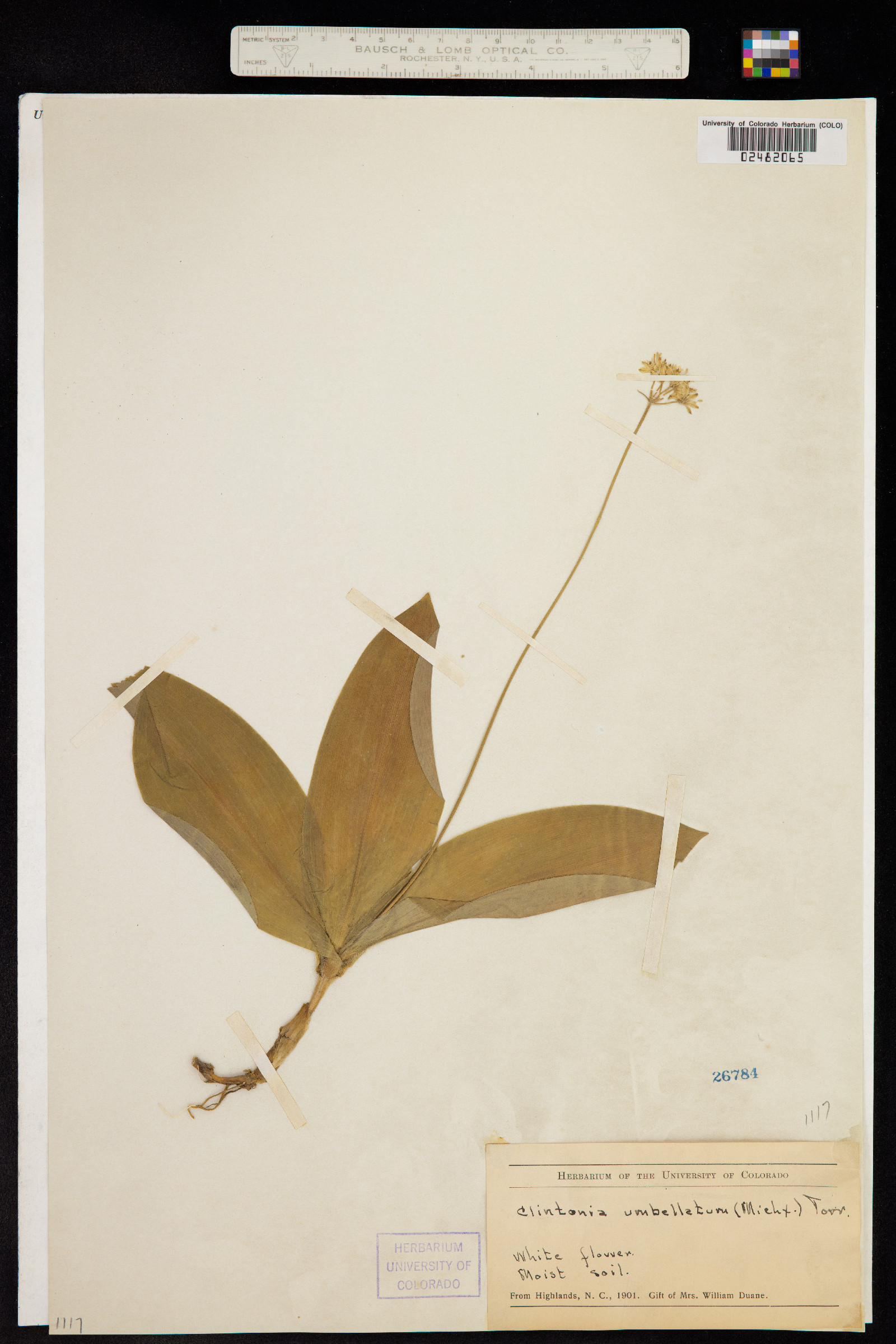 Clintonia image