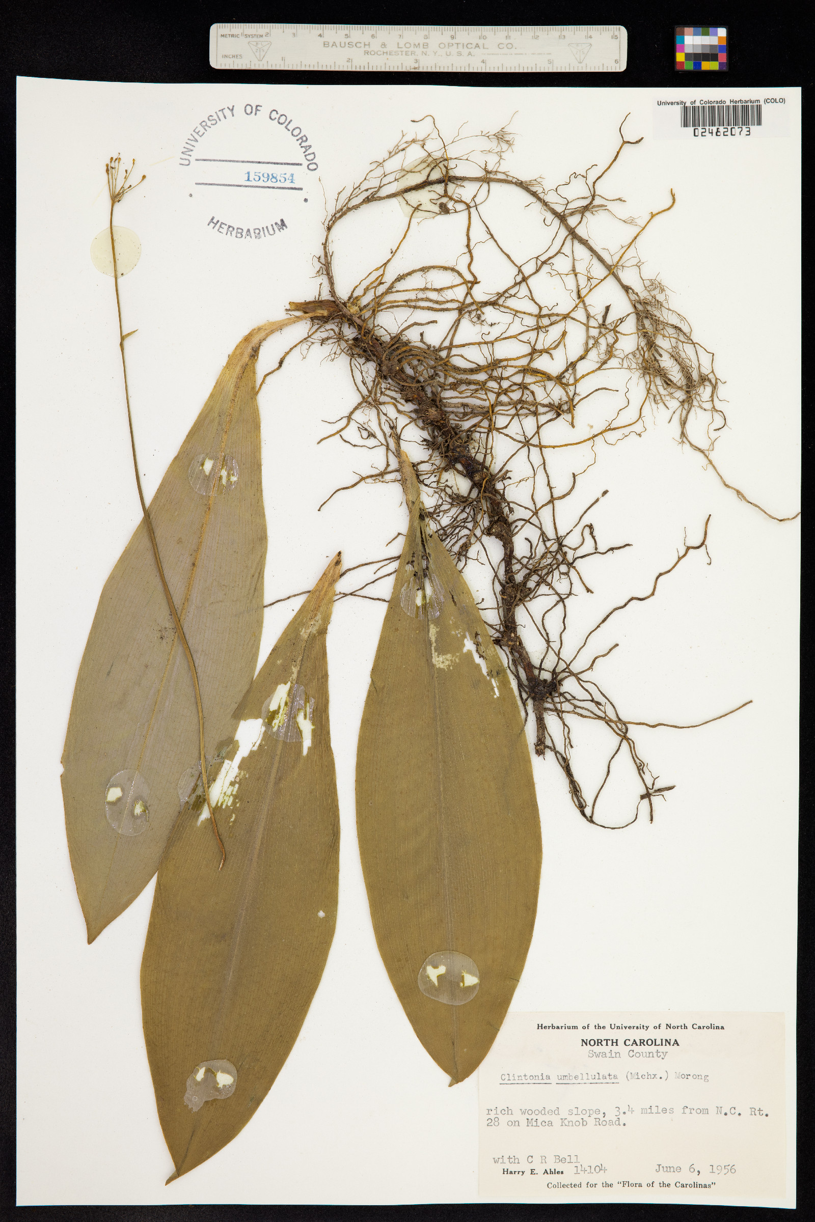 Clintonia umbellulata image