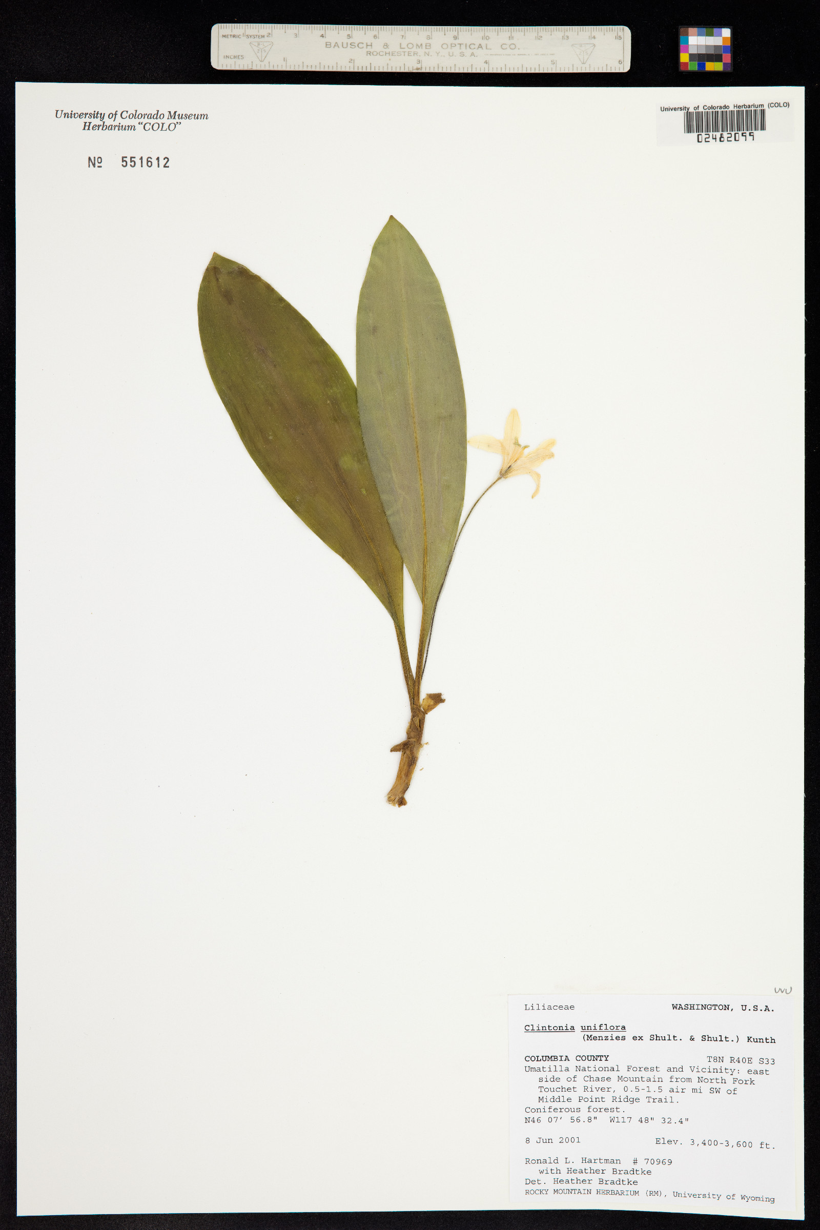 Clintonia uniflora image