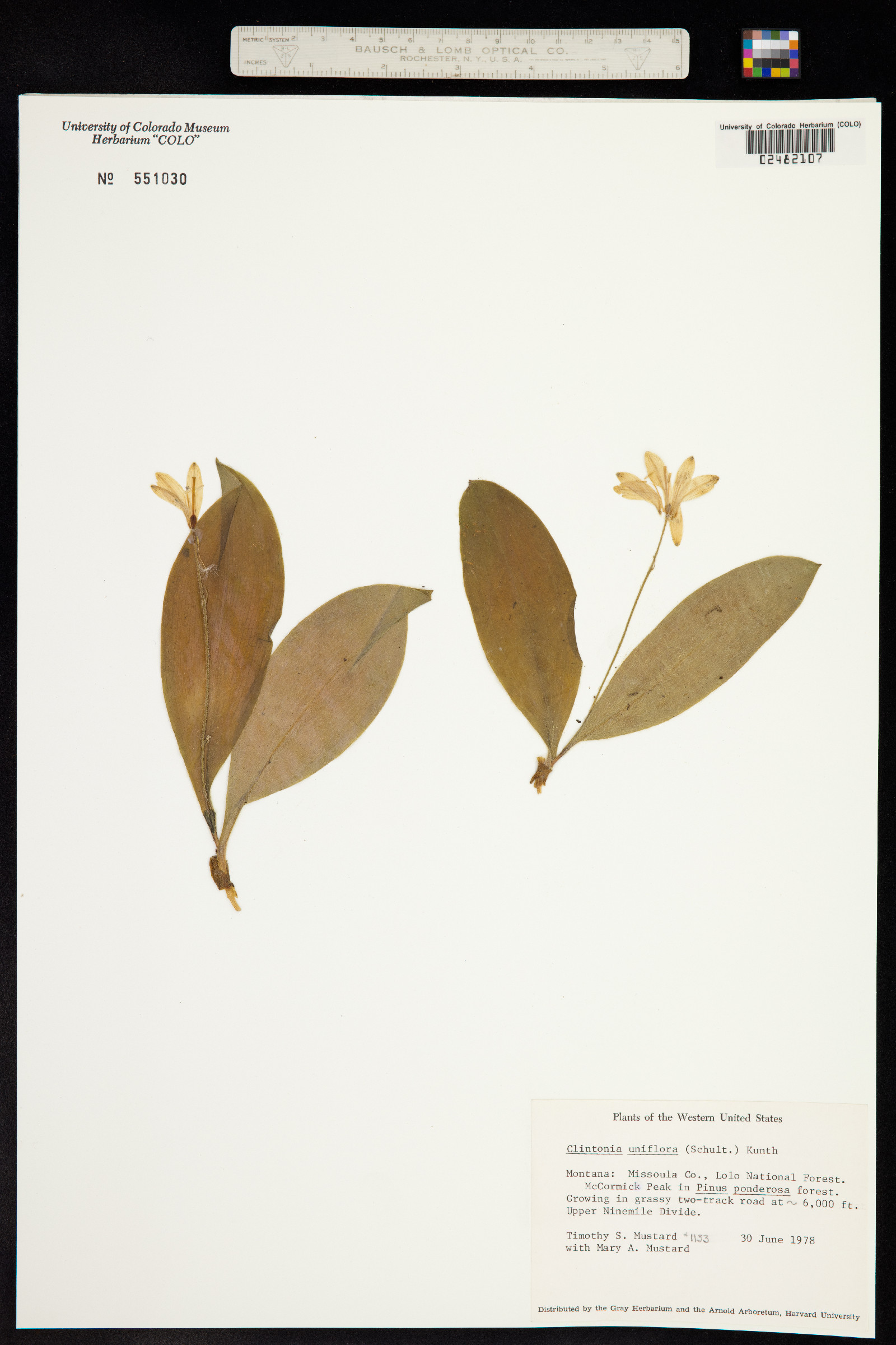 Clintonia uniflora image
