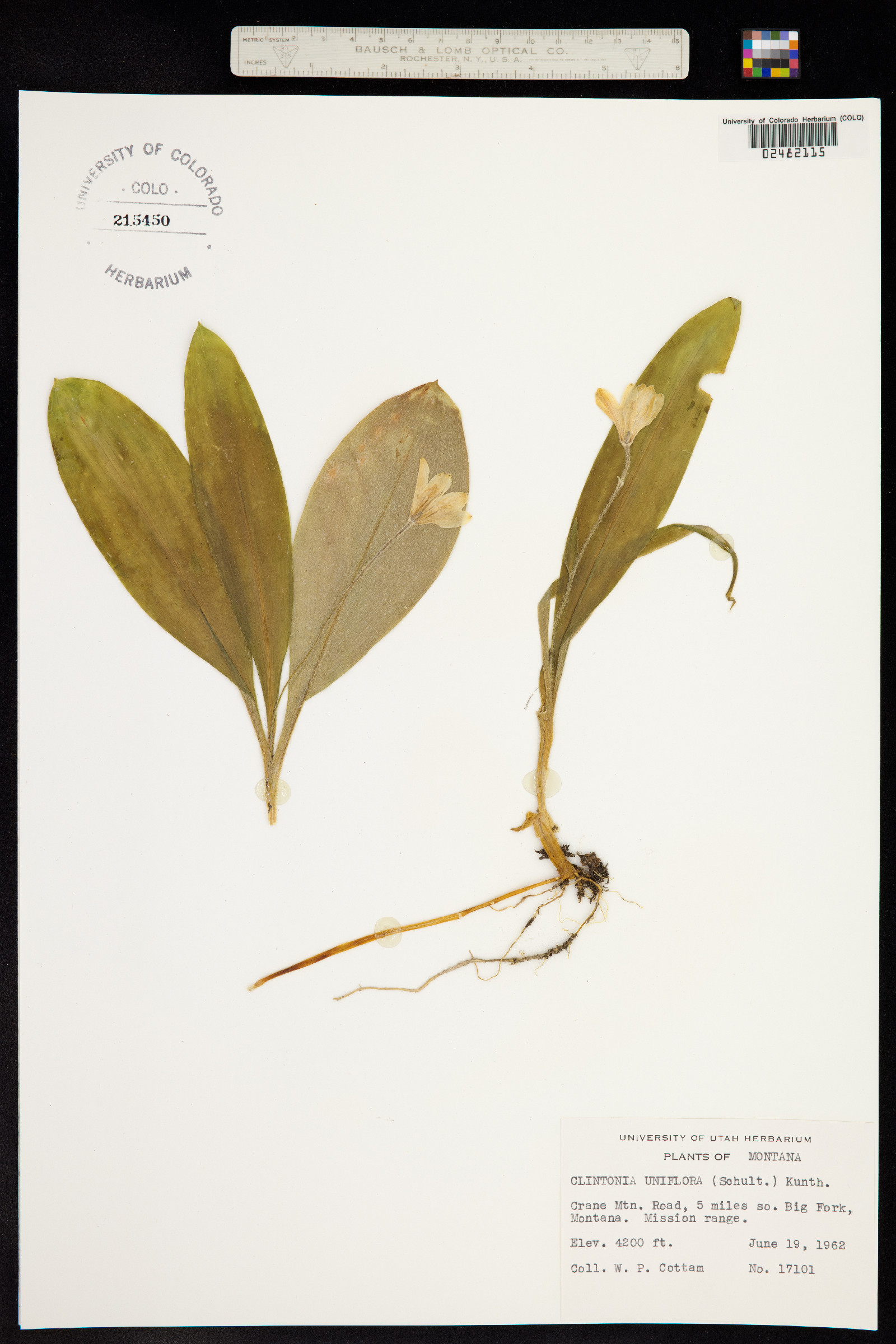 Clintonia uniflora image