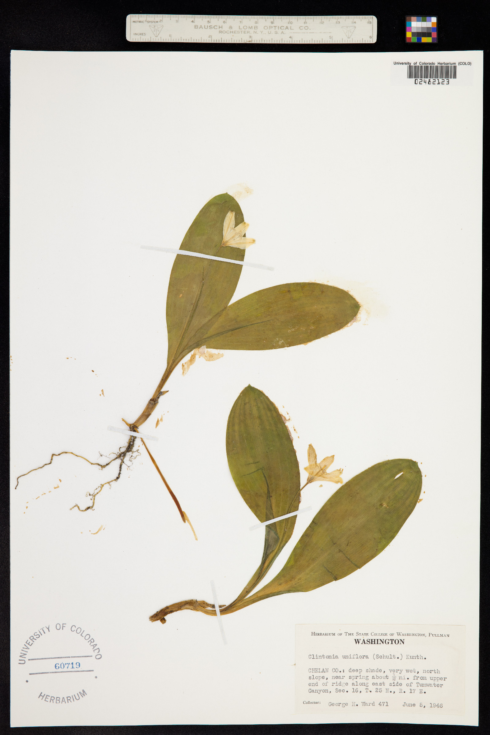 Clintonia uniflora image