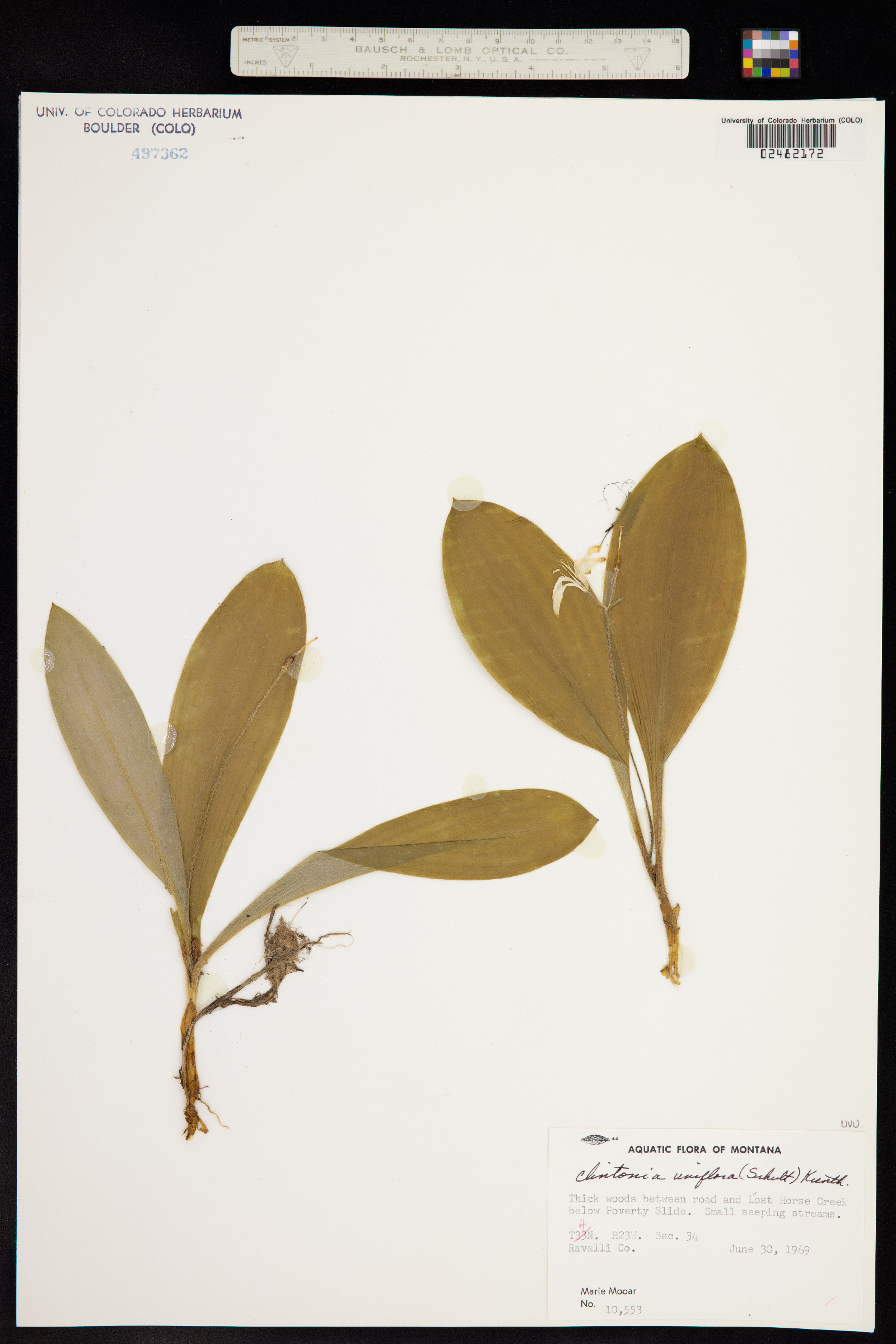 Clintonia uniflora image
