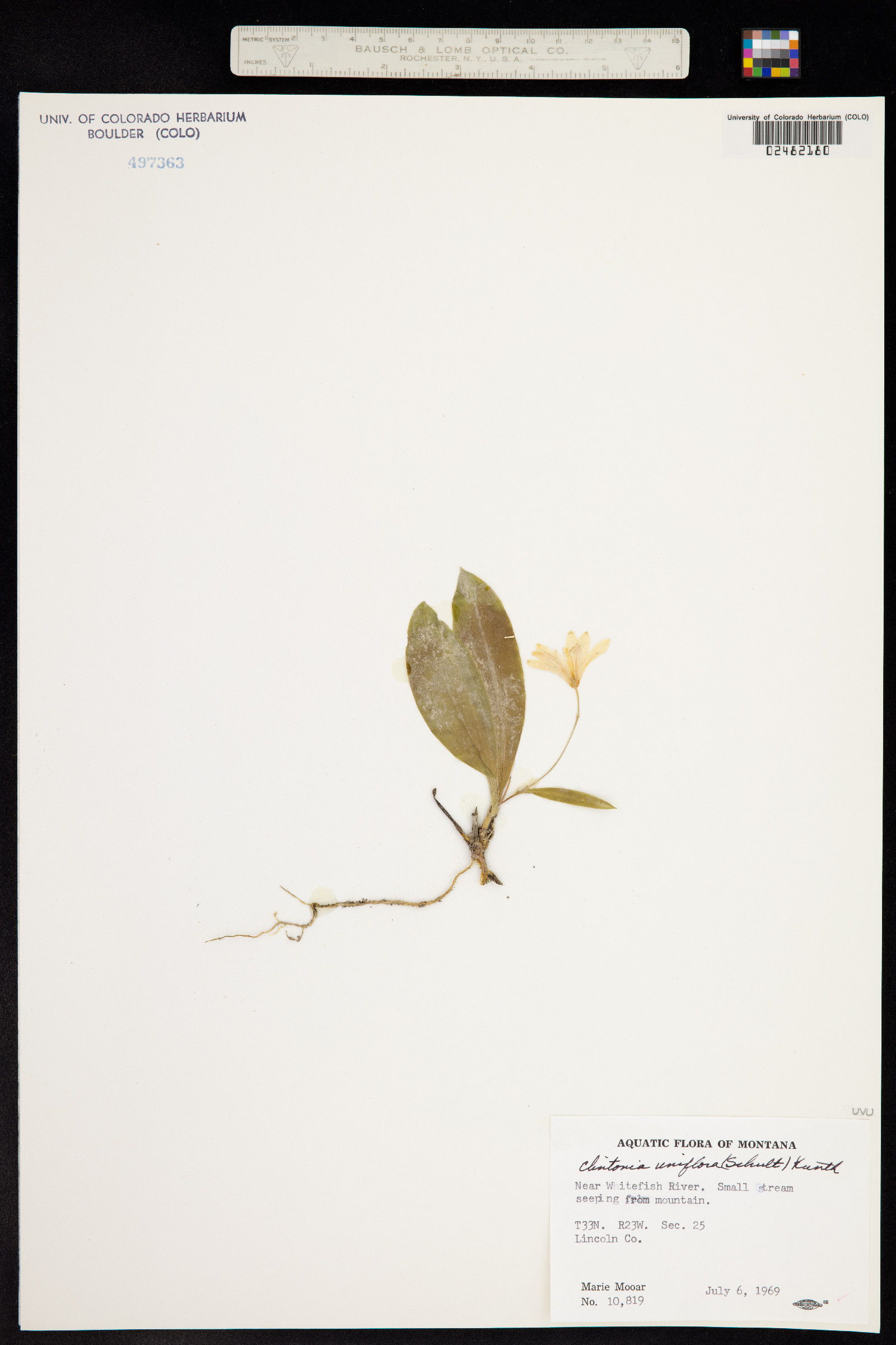 Clintonia image