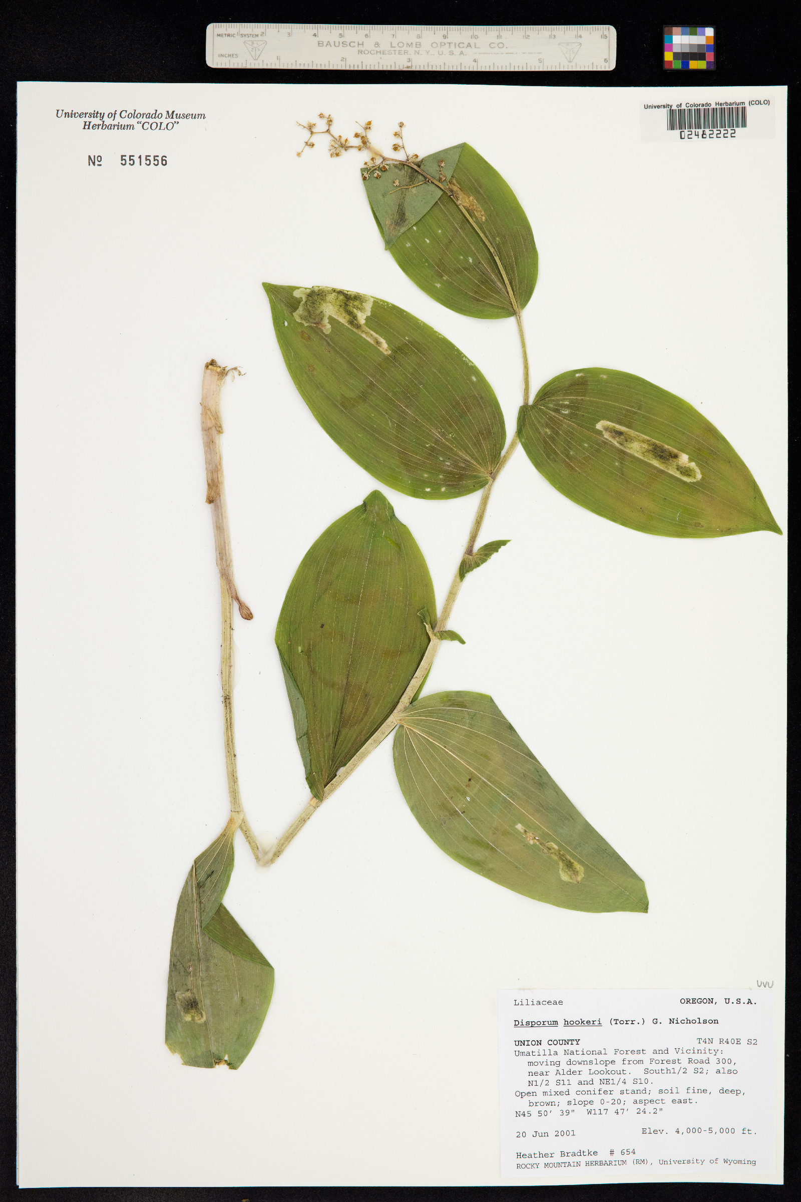 Prosartes hookeri image