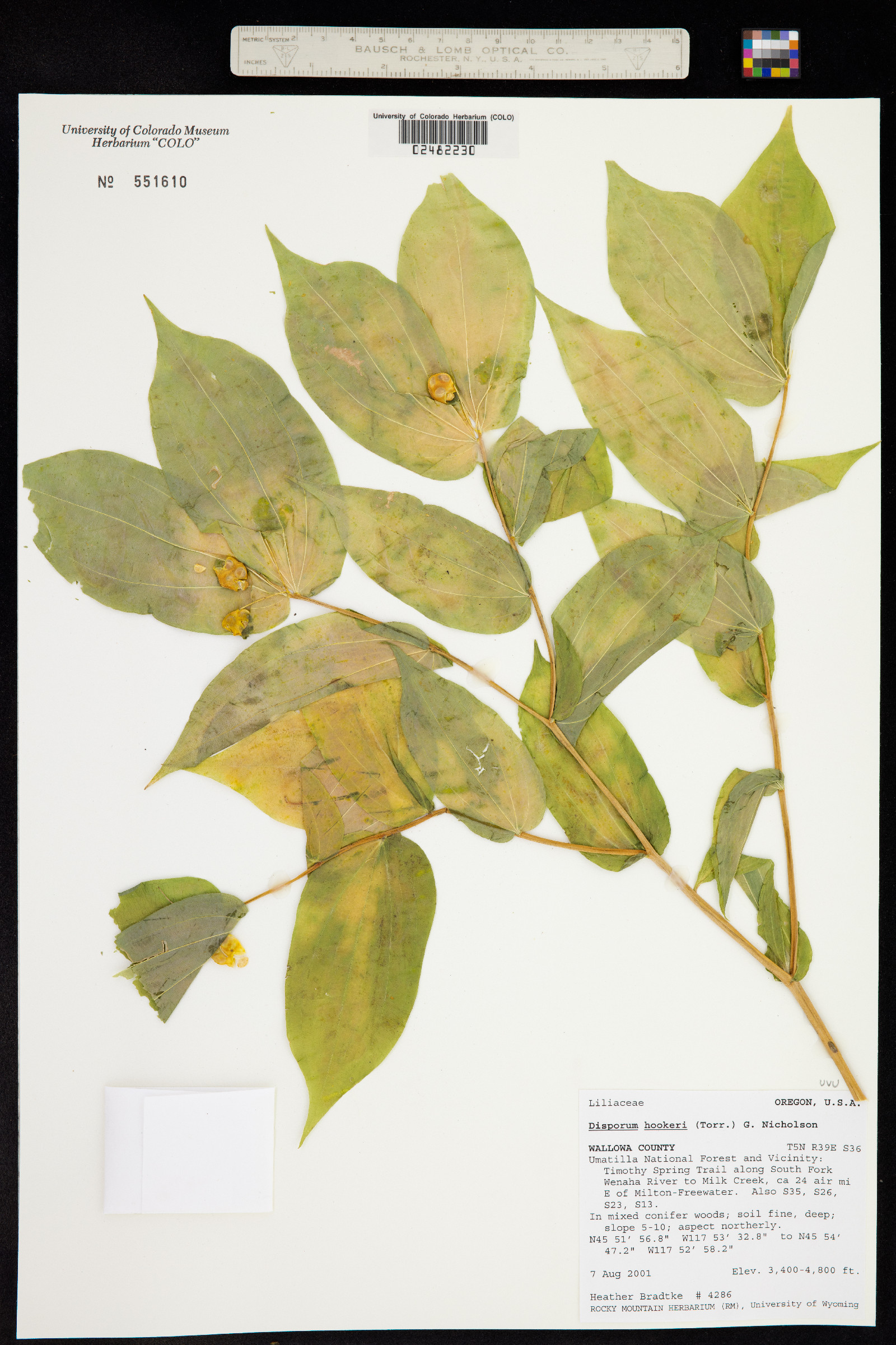 Uvulariaceae image