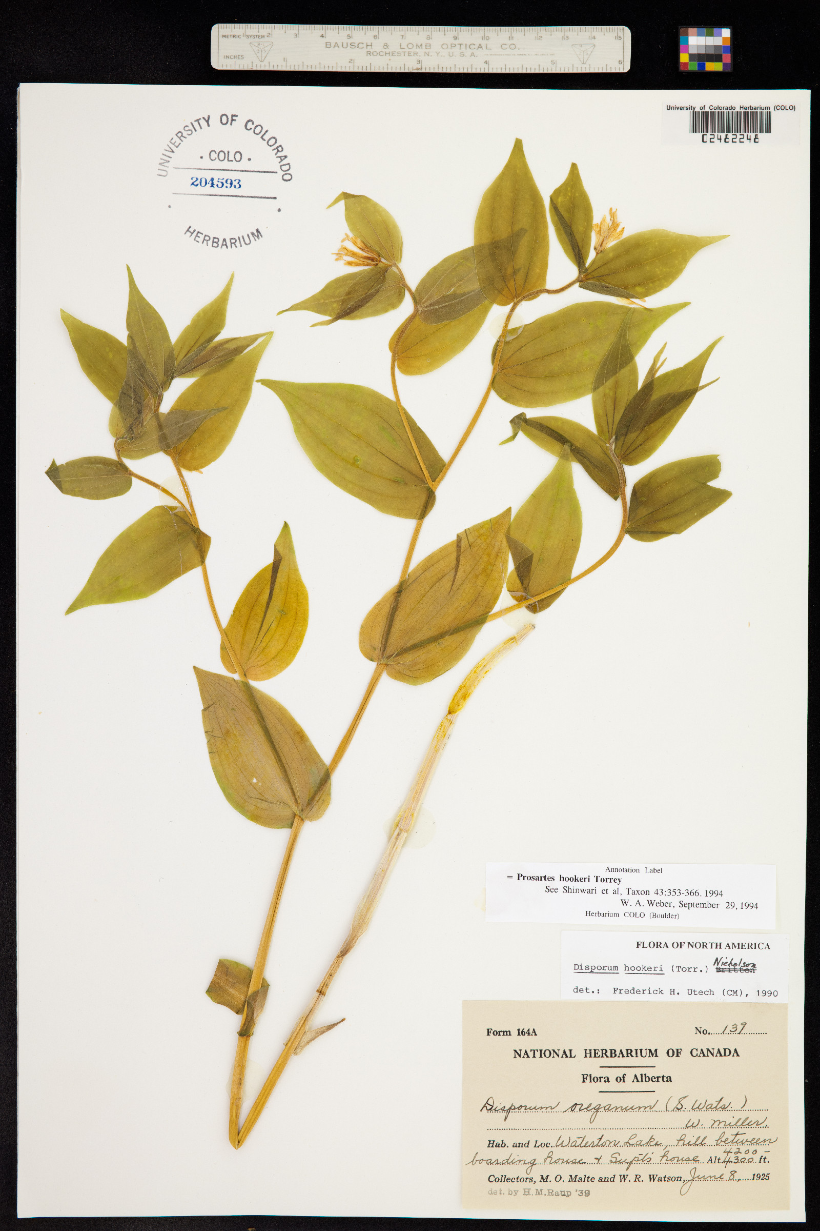 Prosartes hookeri image