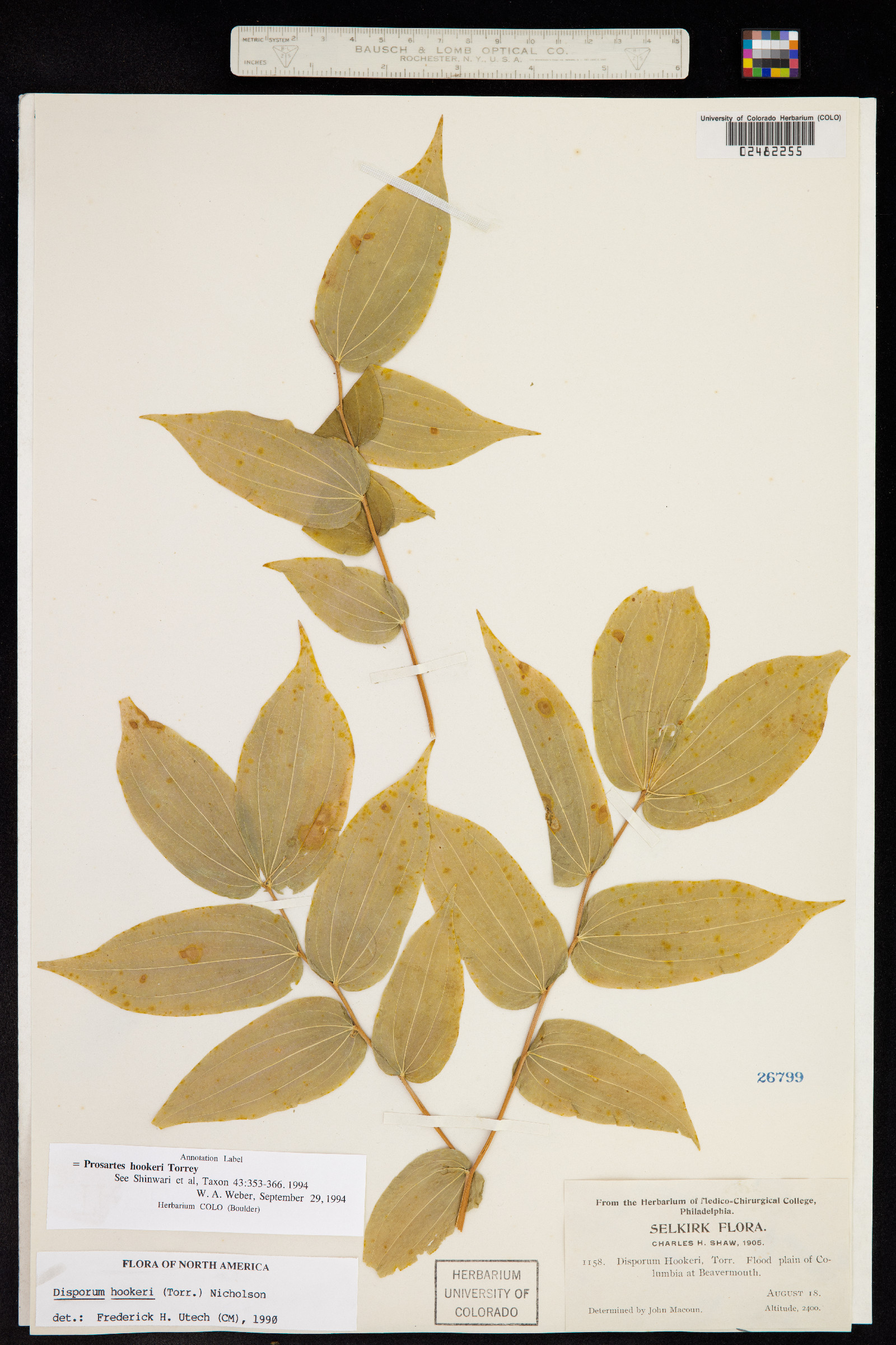 Uvulariaceae image