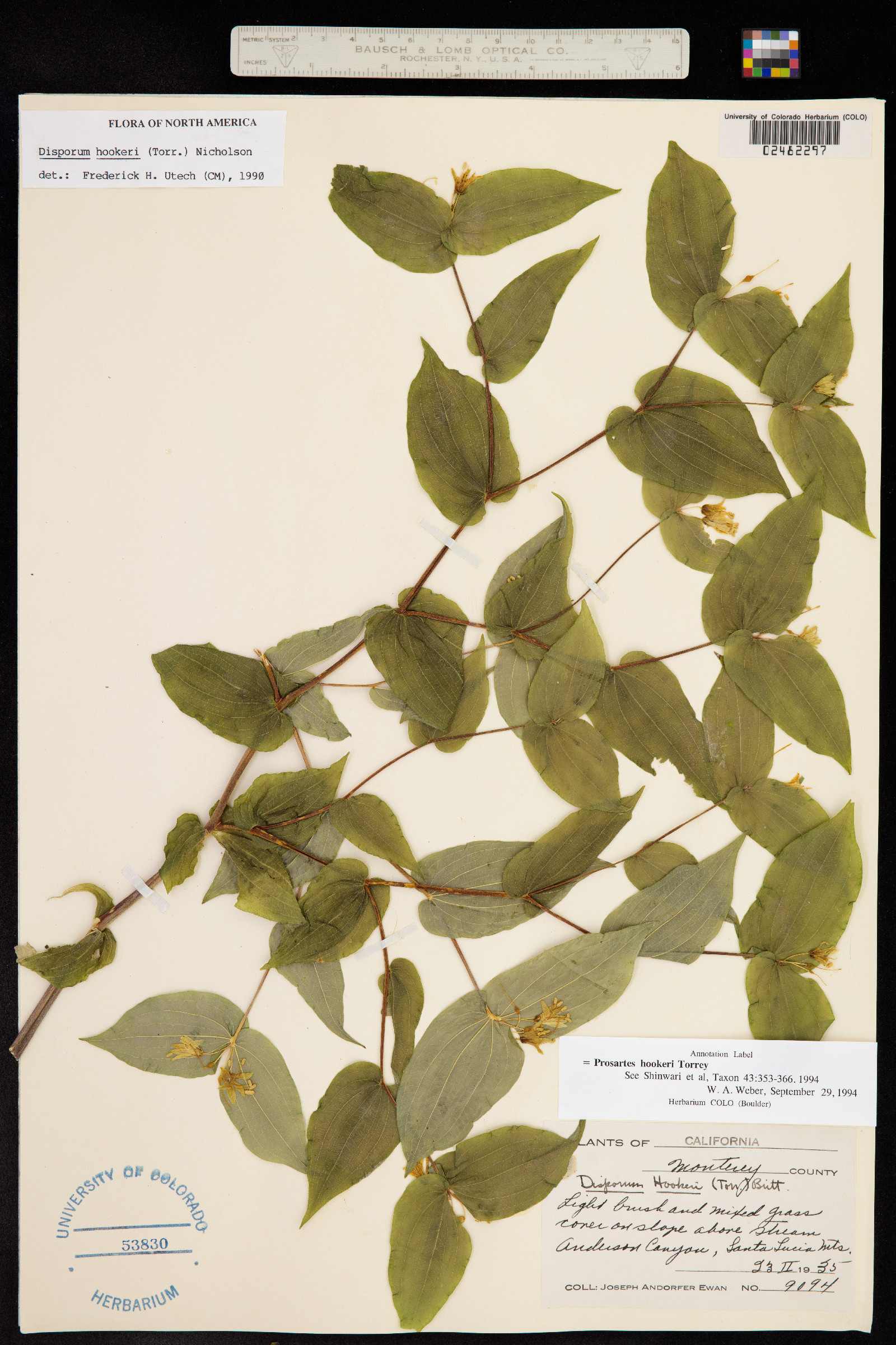 Prosartes hookeri image
