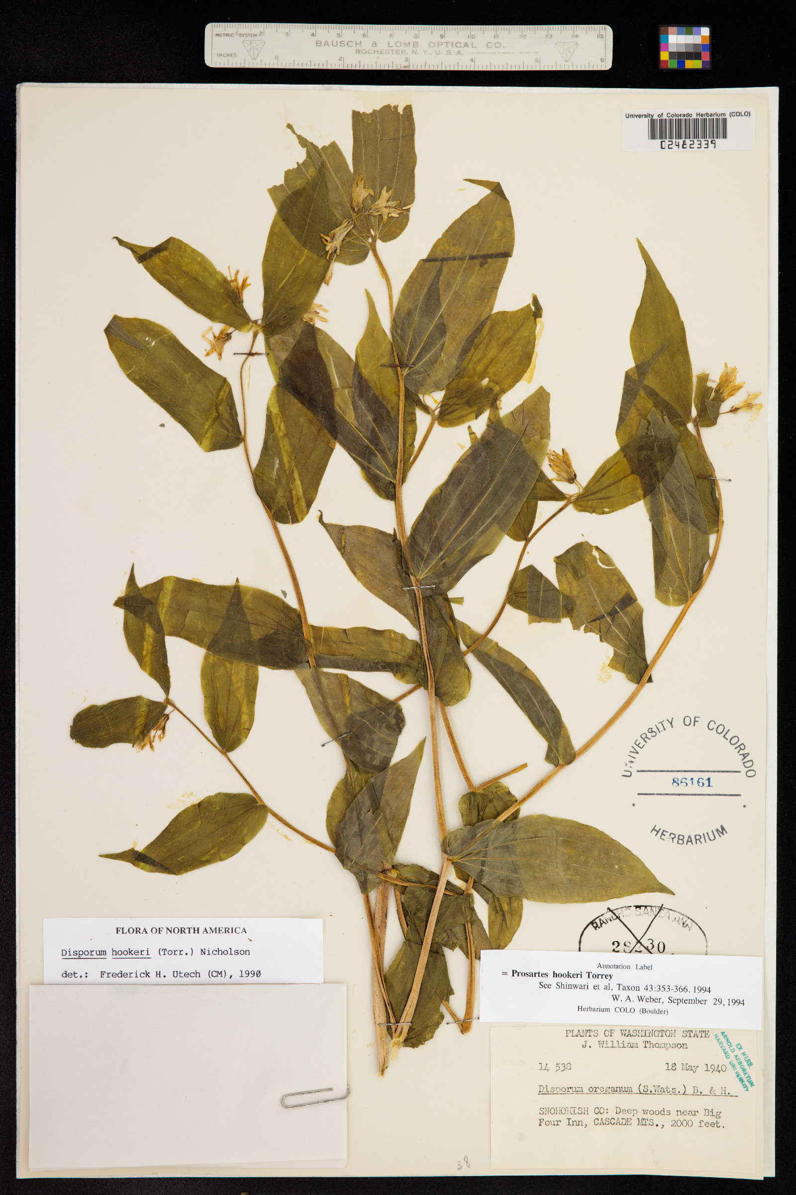 Prosartes hookeri image