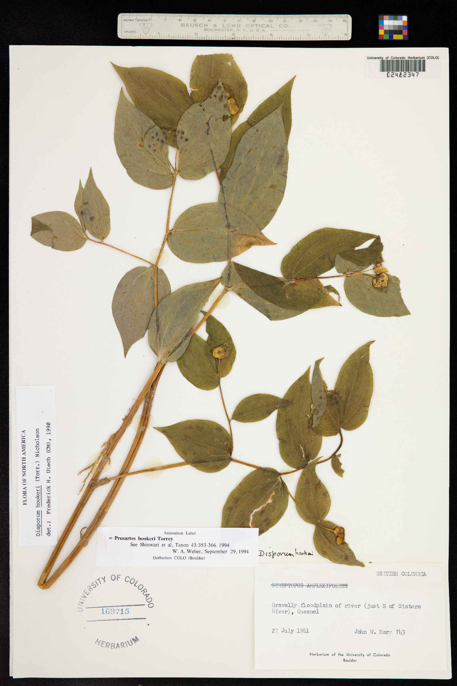 Prosartes hookeri image