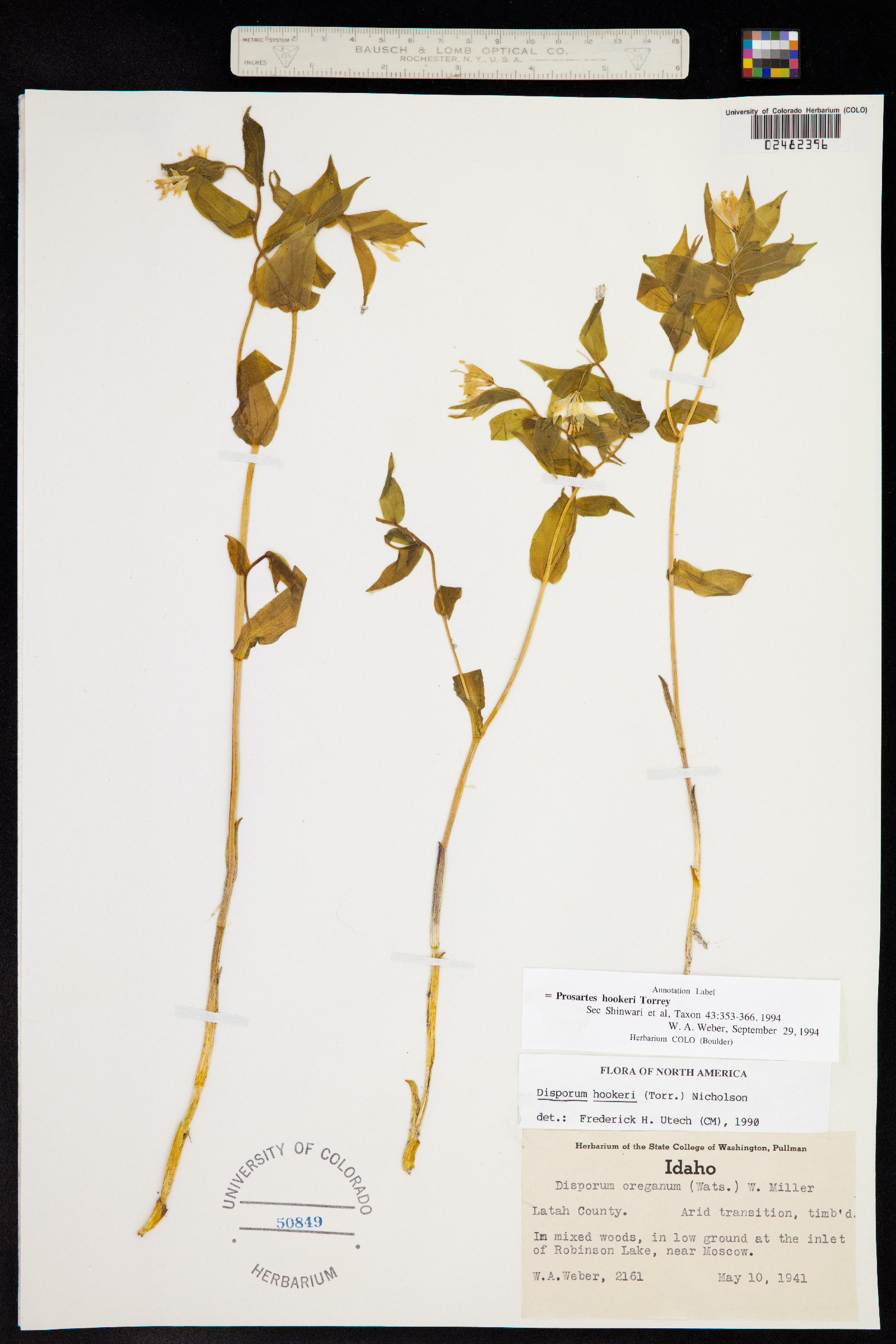 Prosartes hookeri image