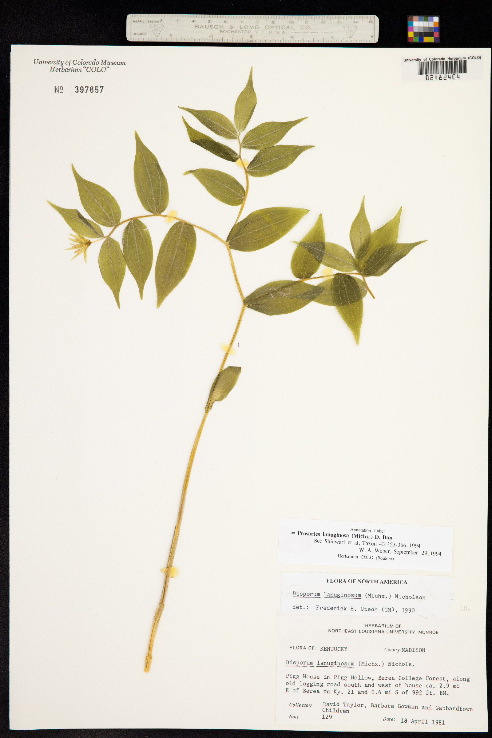 Prosartes lanuginosa image
