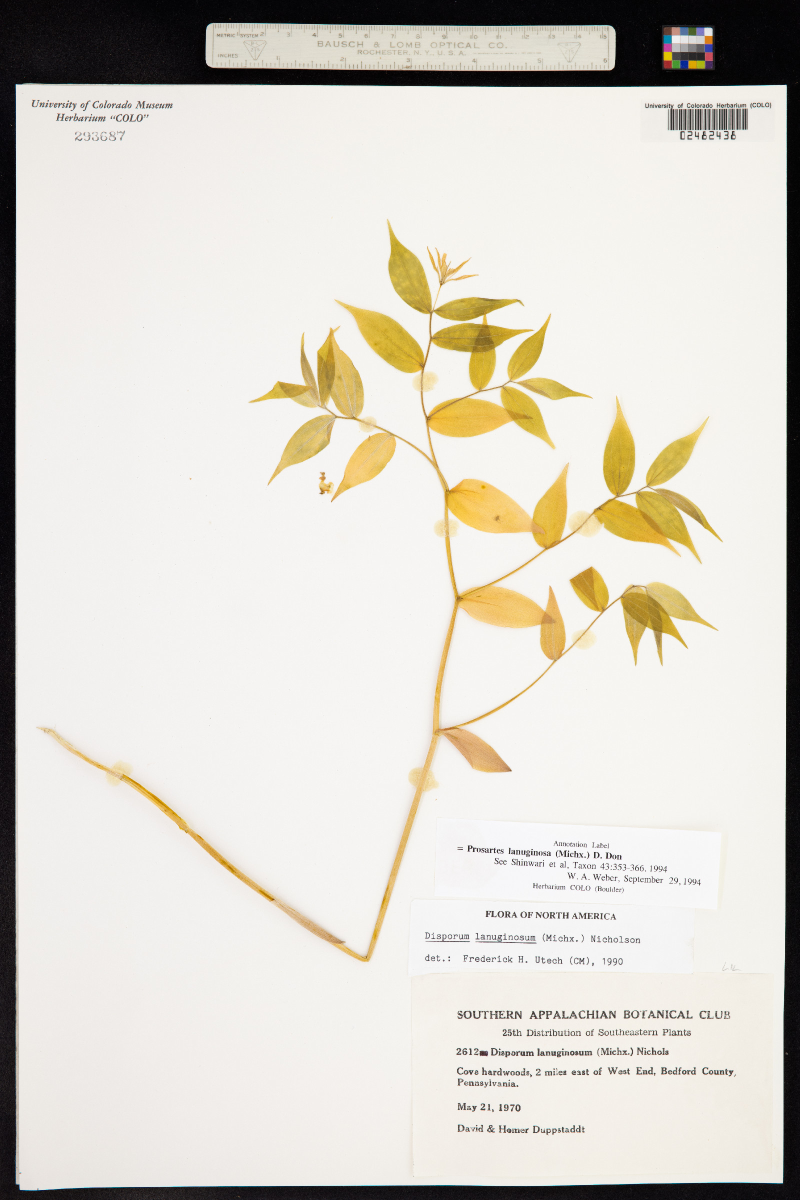 Prosartes lanuginosa image