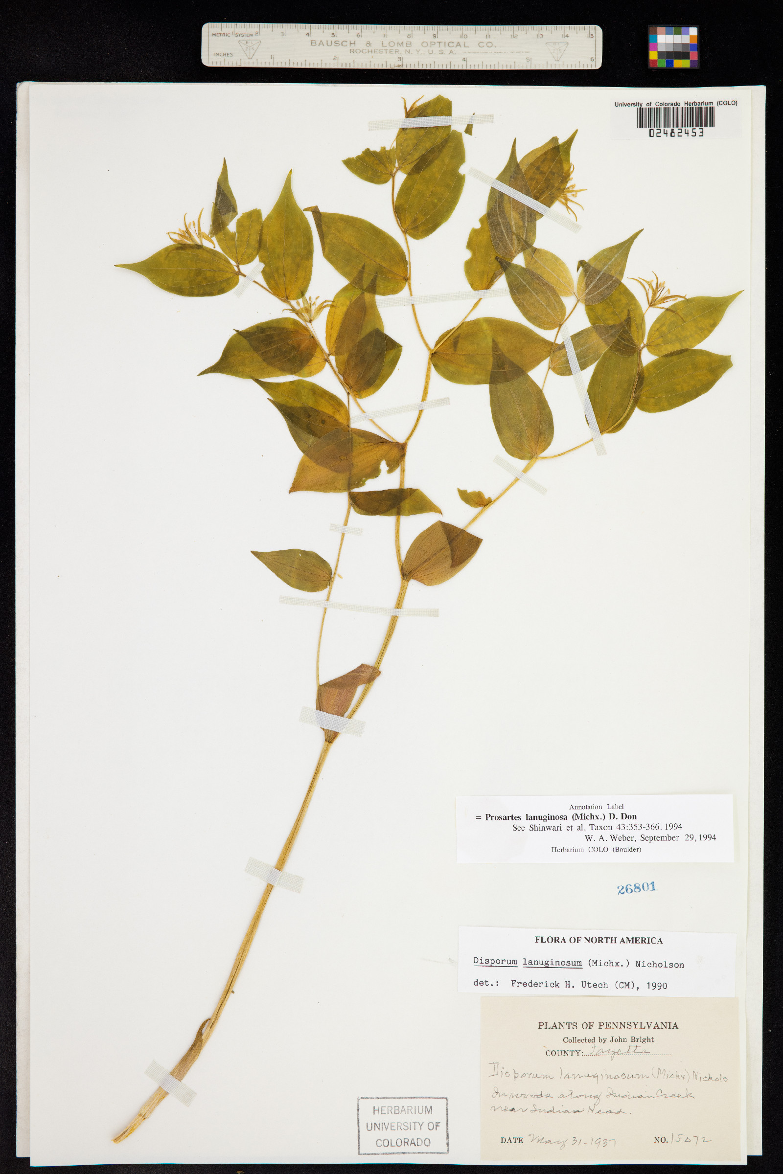 Prosartes lanuginosa image