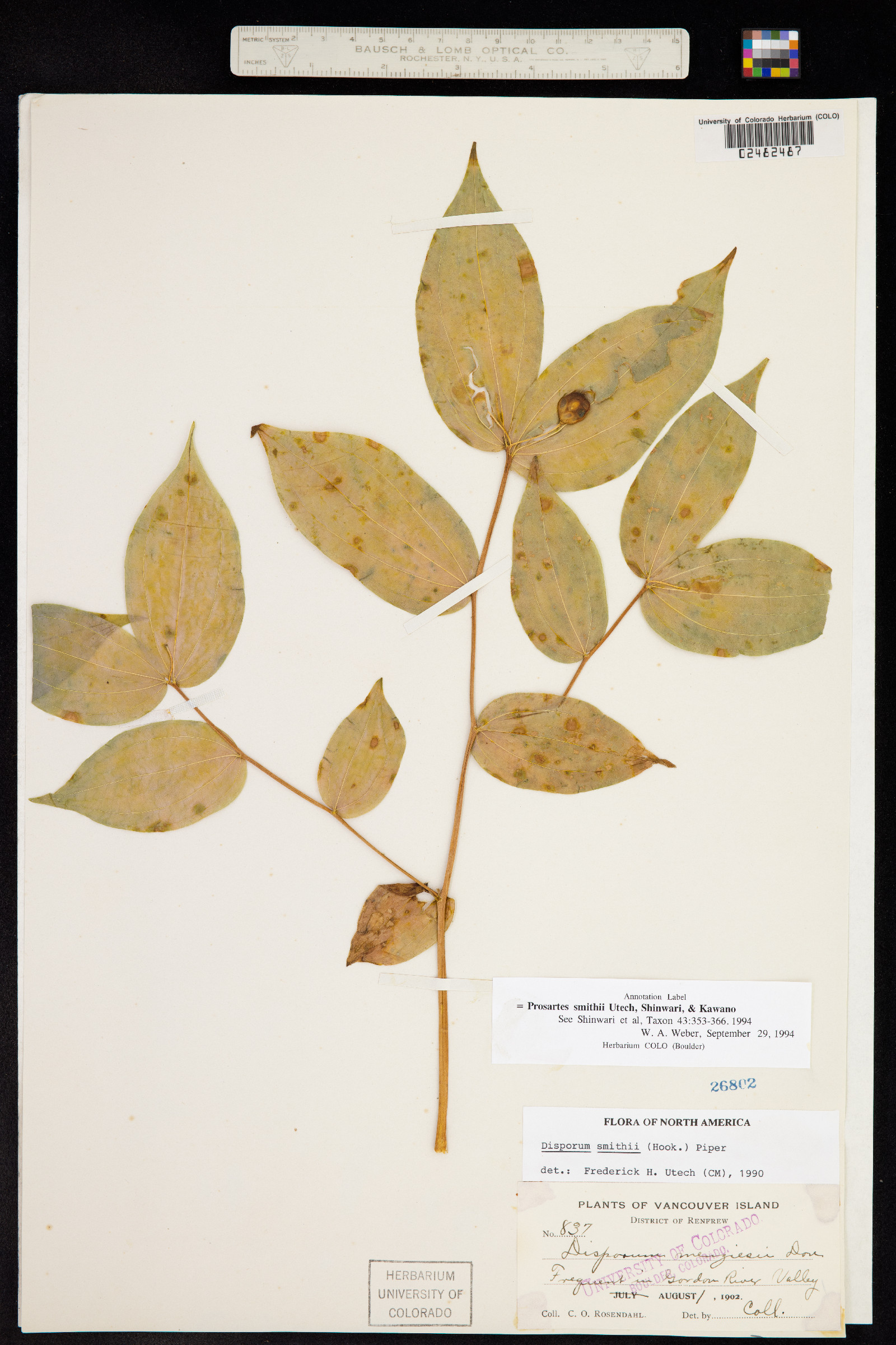 Prosartes smithii image