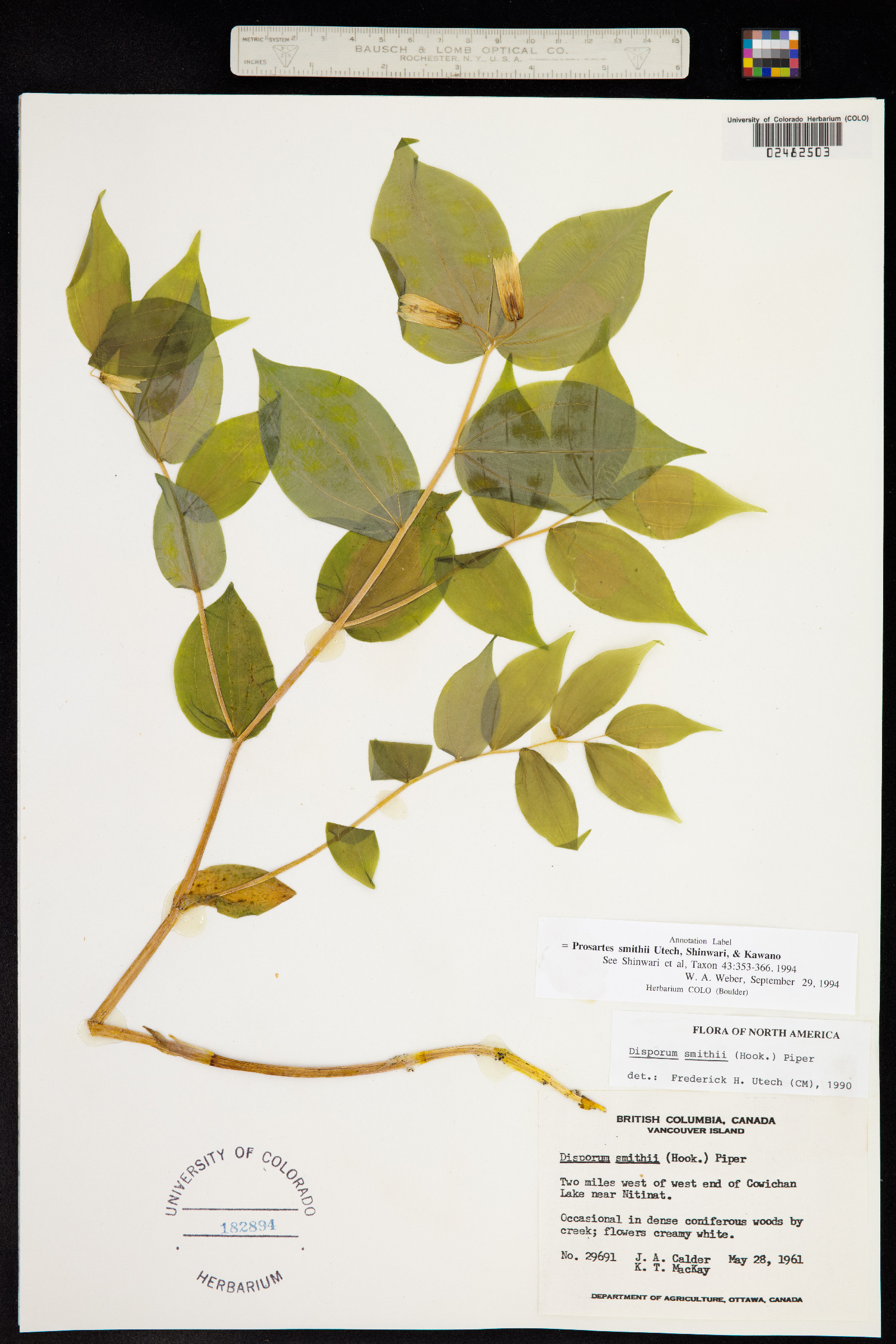 Prosartes smithii image