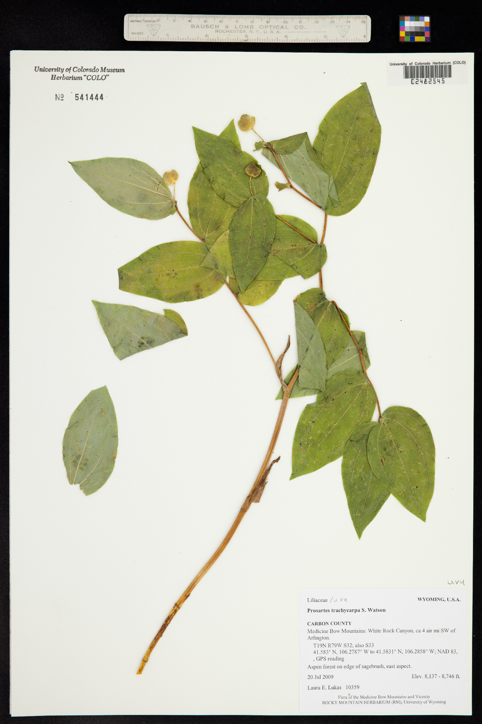 Prosartes trachycarpa image
