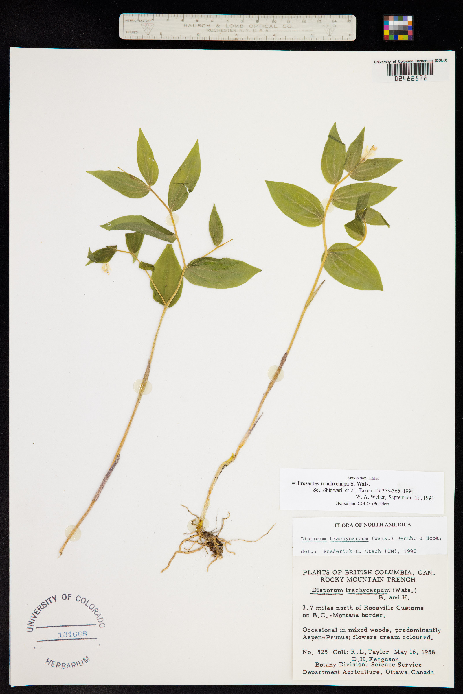 Prosartes trachycarpa image