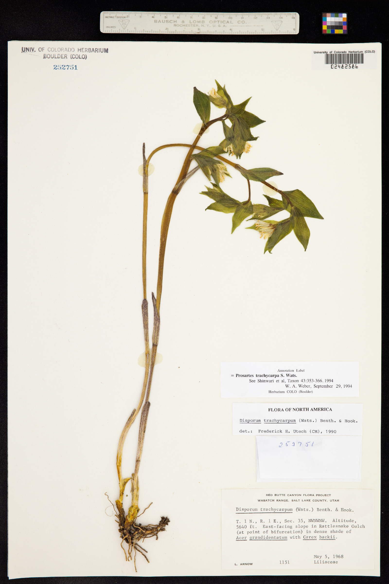 Prosartes trachycarpa image