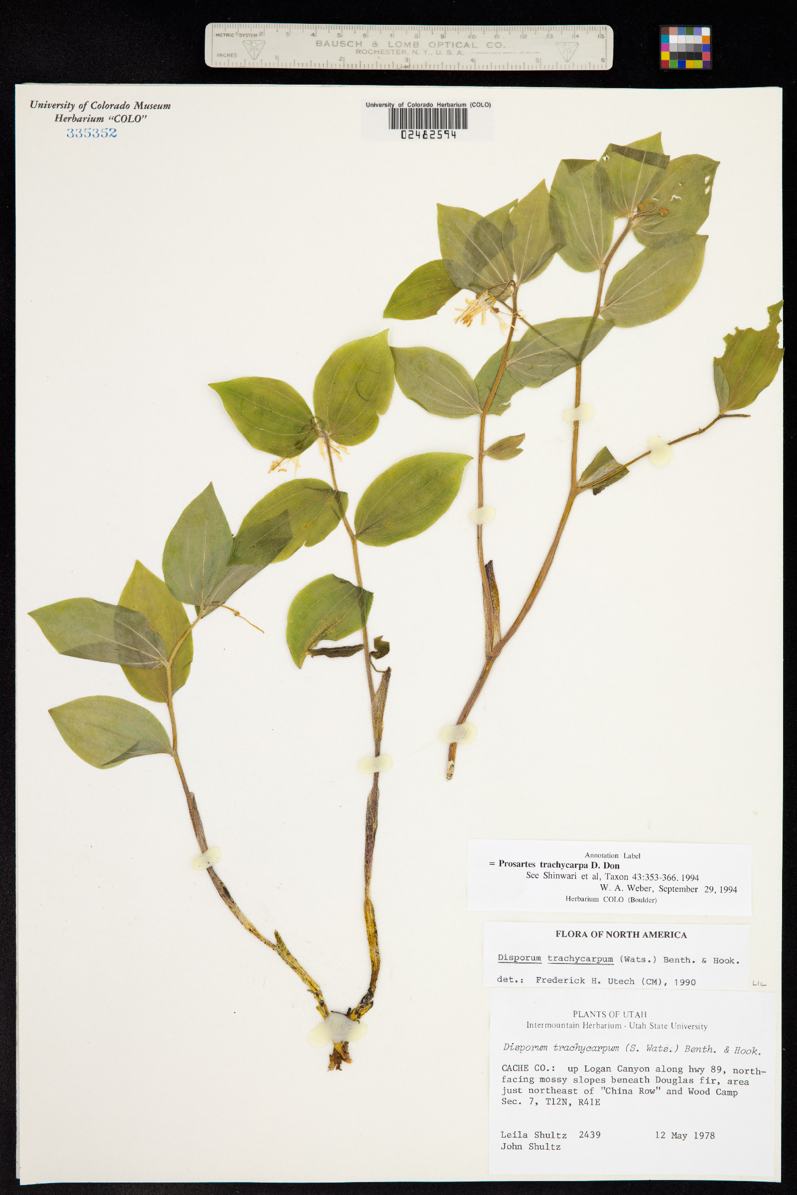 Prosartes trachycarpa image