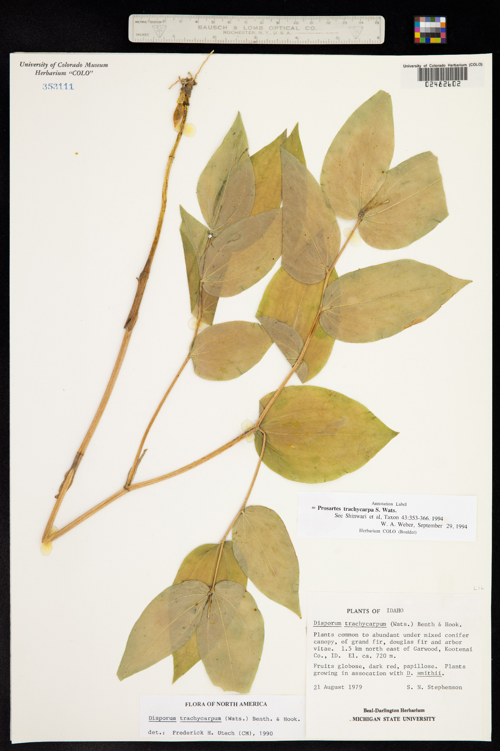 Prosartes trachycarpa image