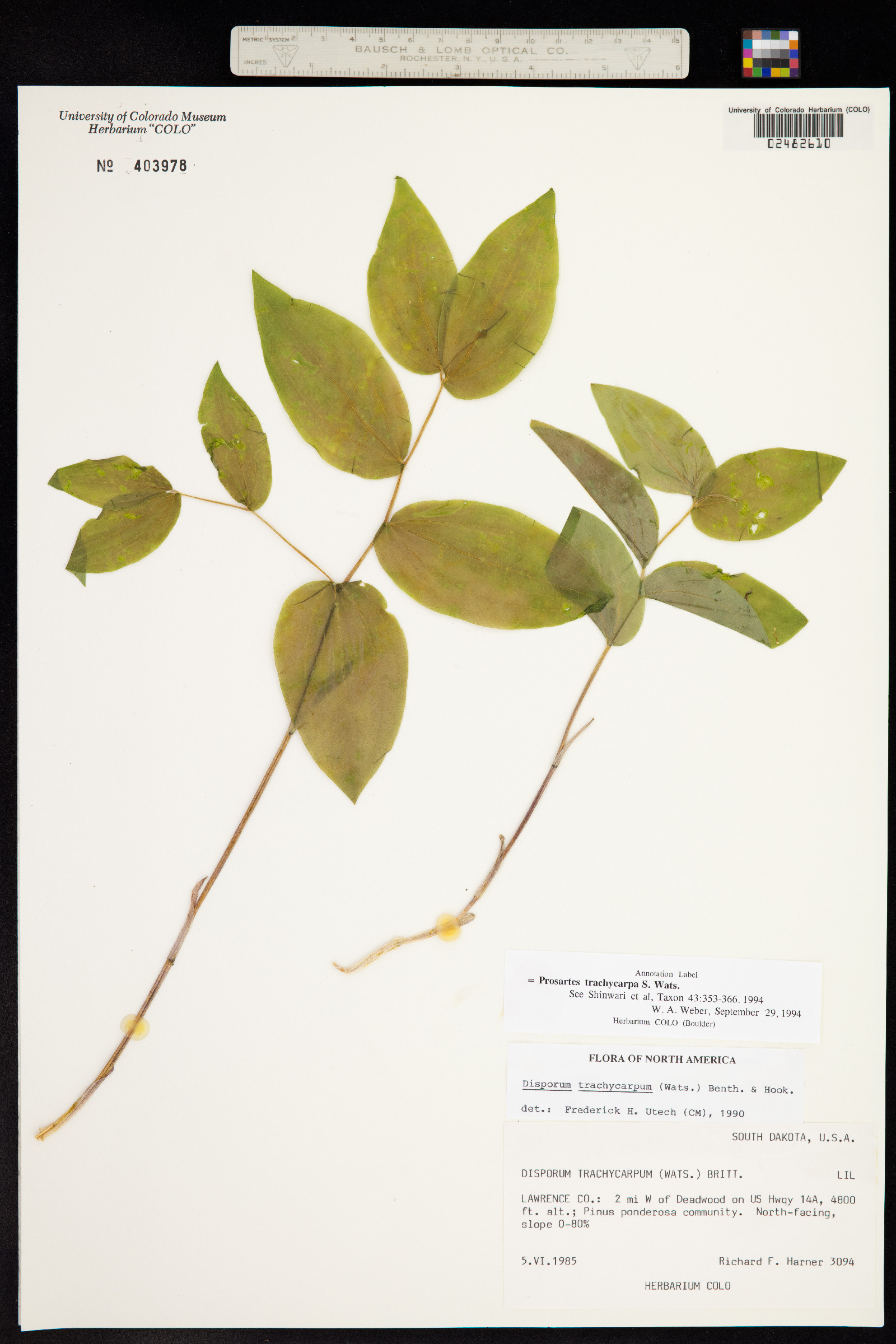 Prosartes trachycarpa image