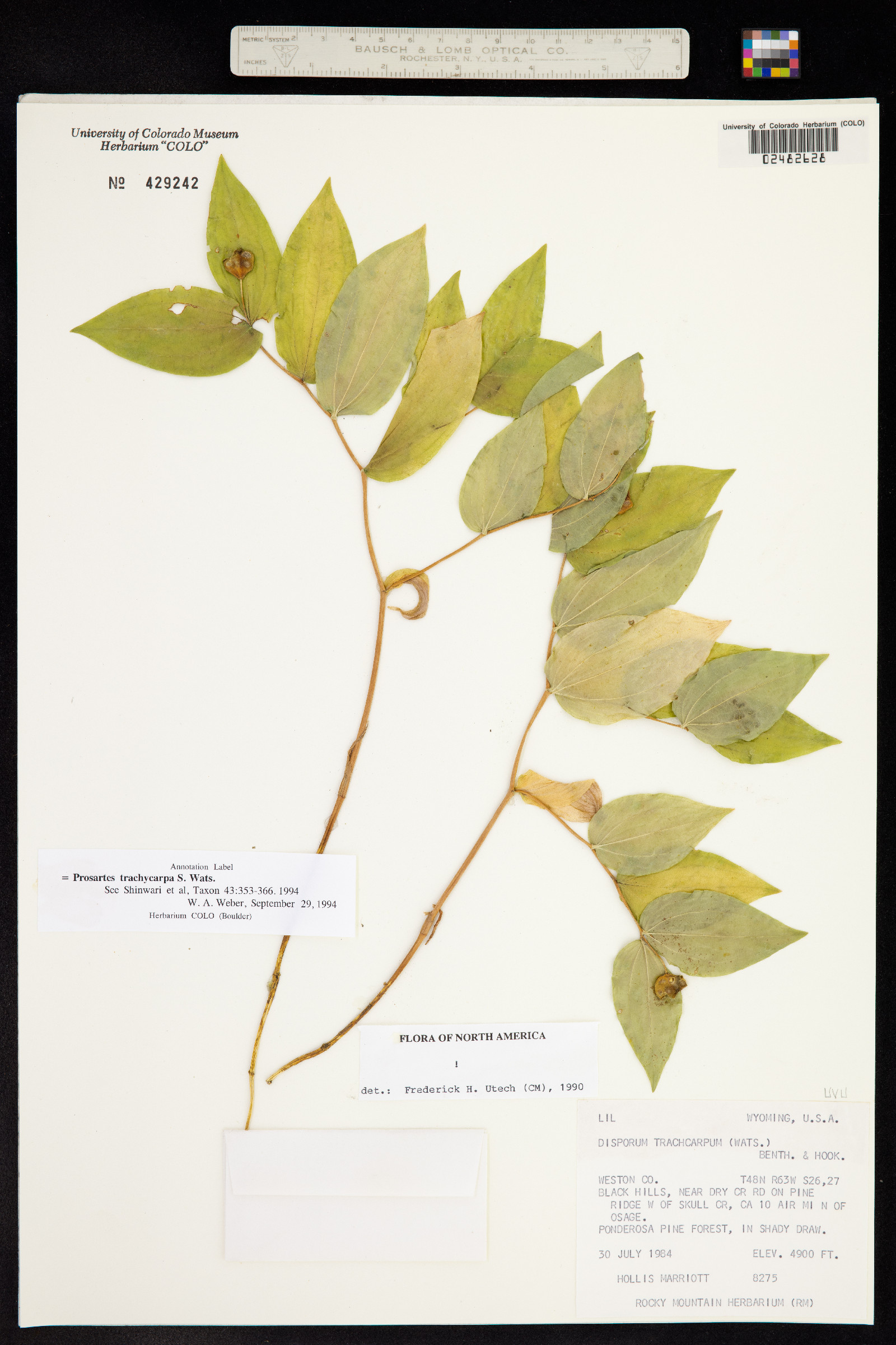 Prosartes trachycarpa image