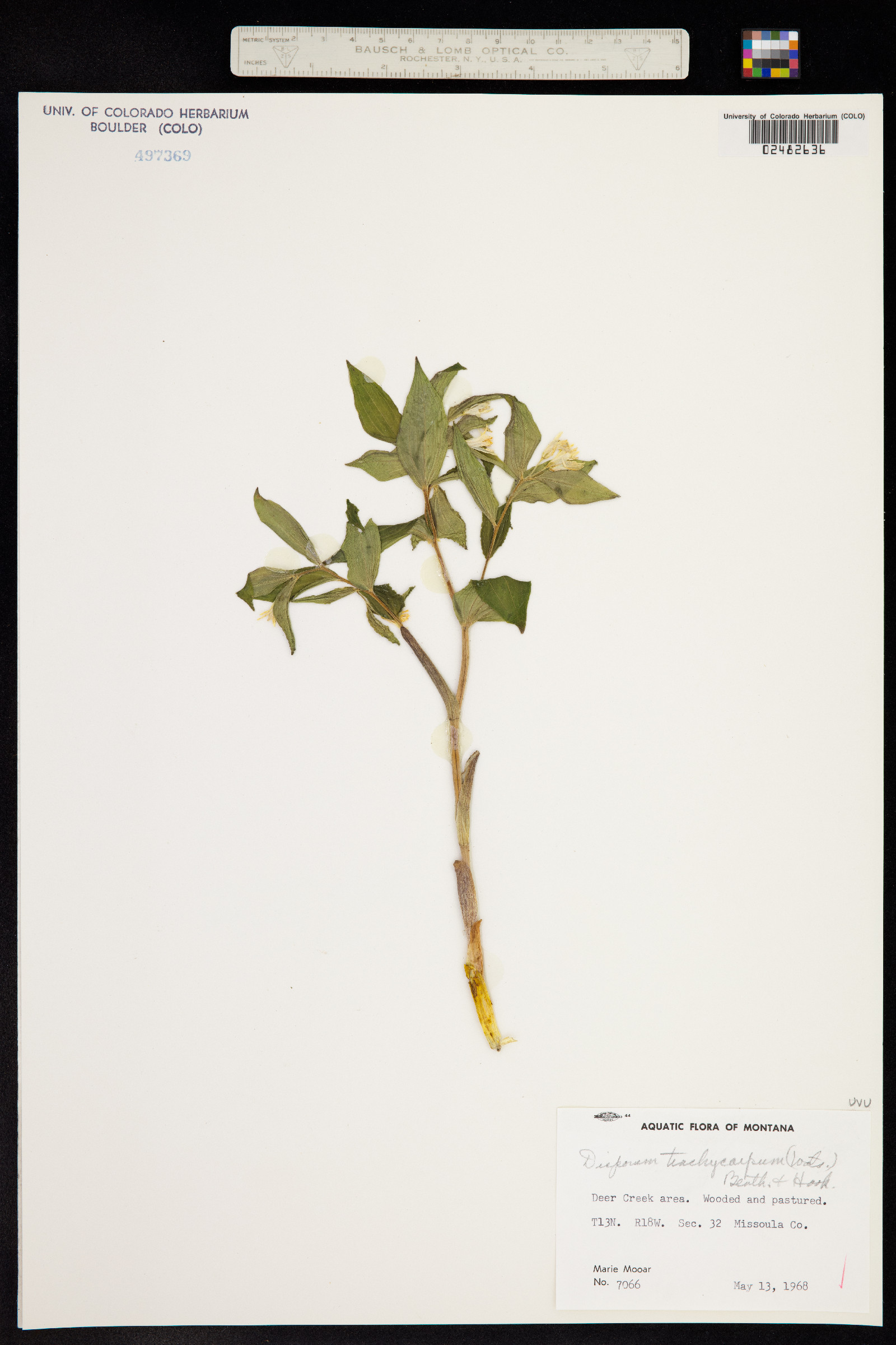 Prosartes trachycarpa image