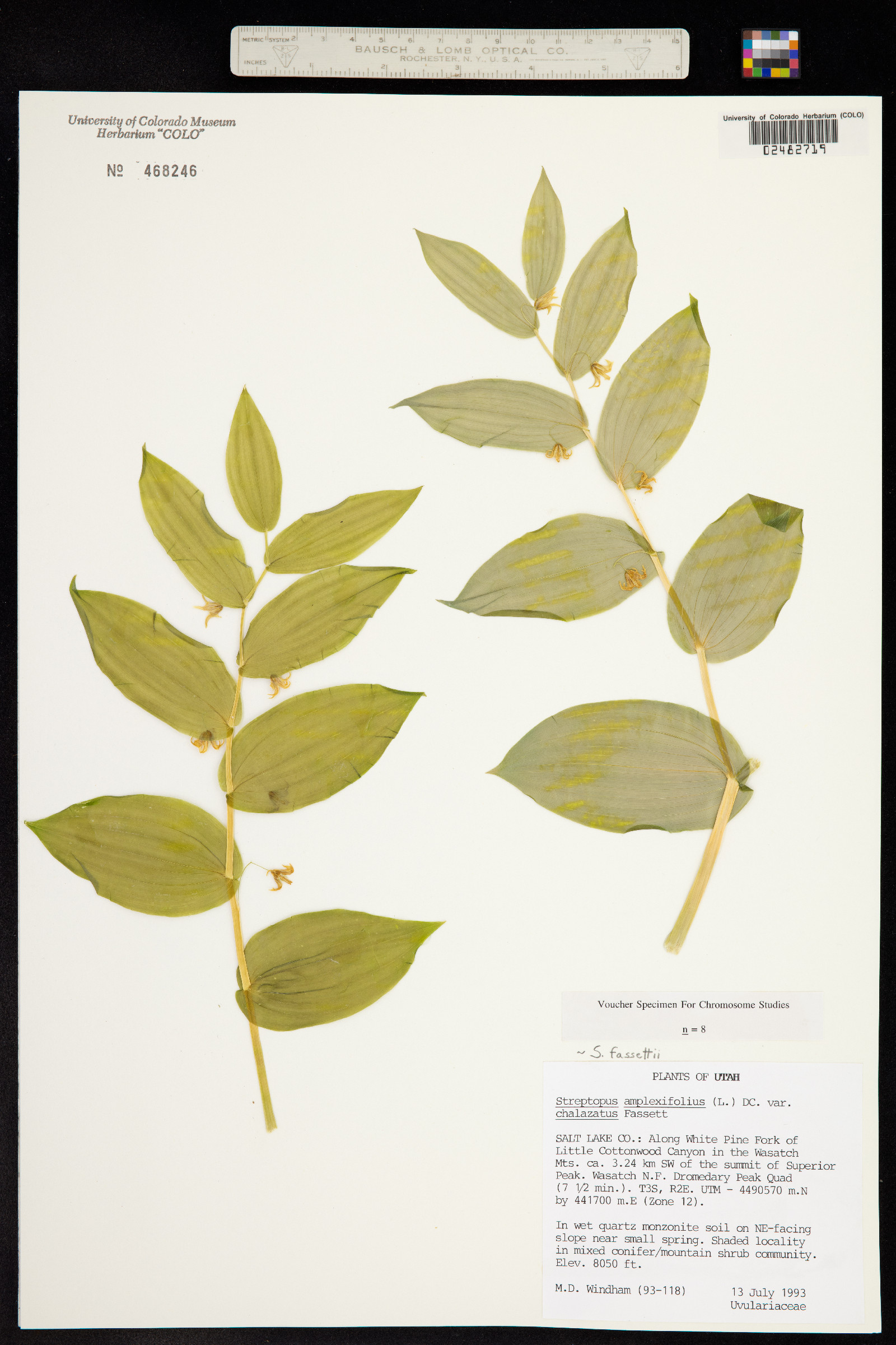 Streptopus amplexifolius image