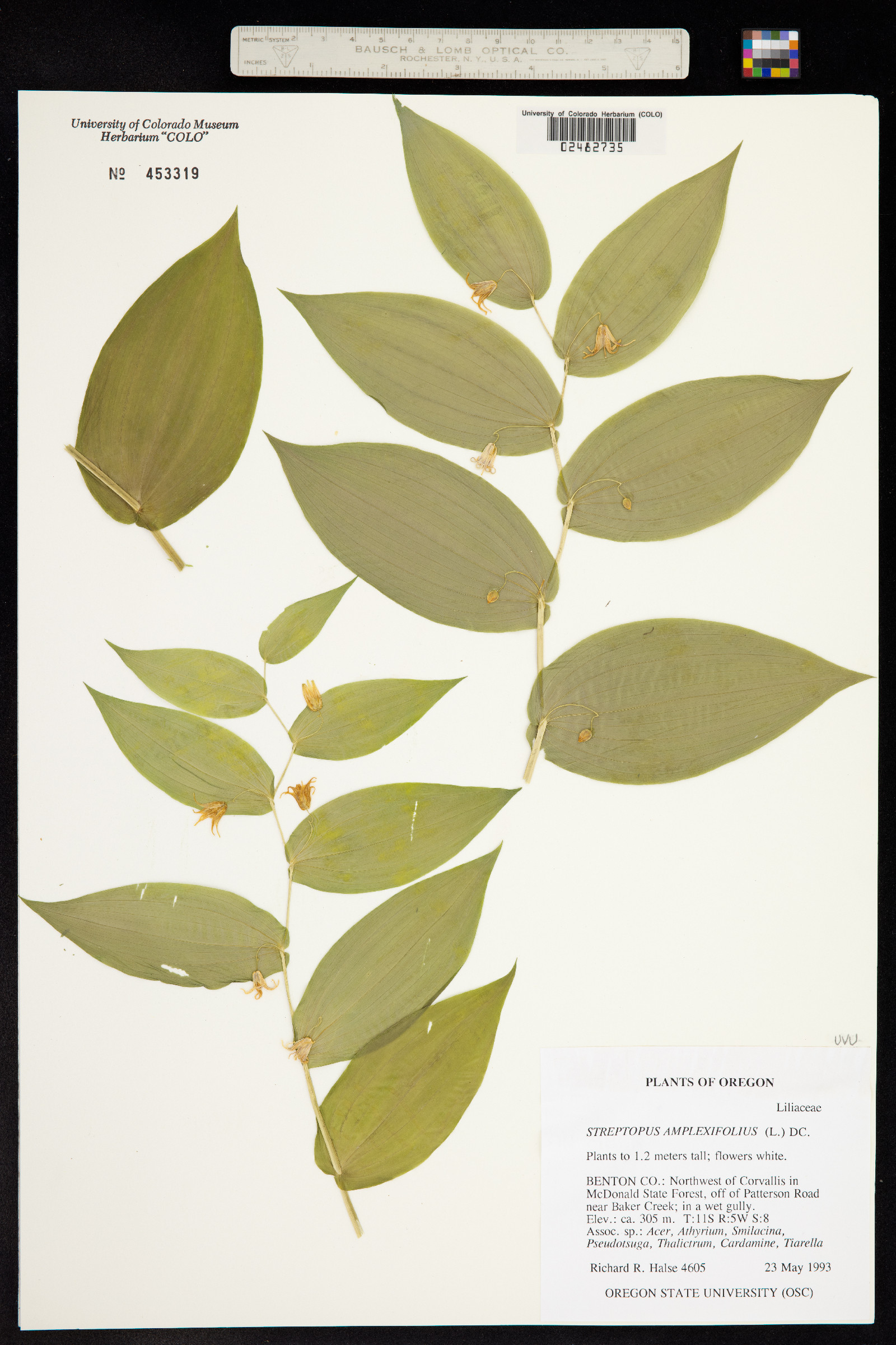 Streptopus amplexifolius image