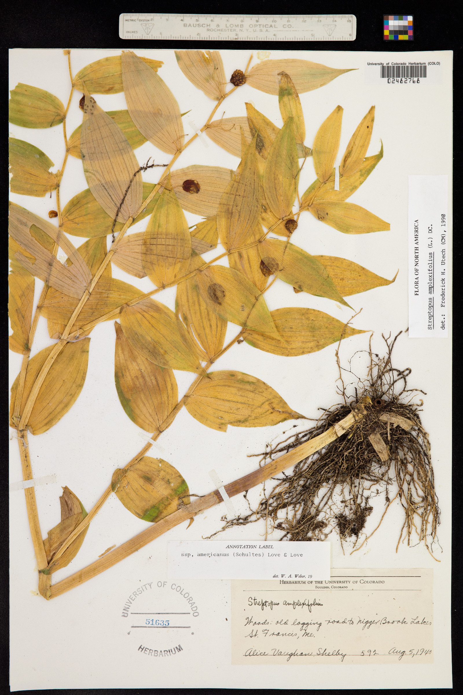 Streptopus amplexifolius image