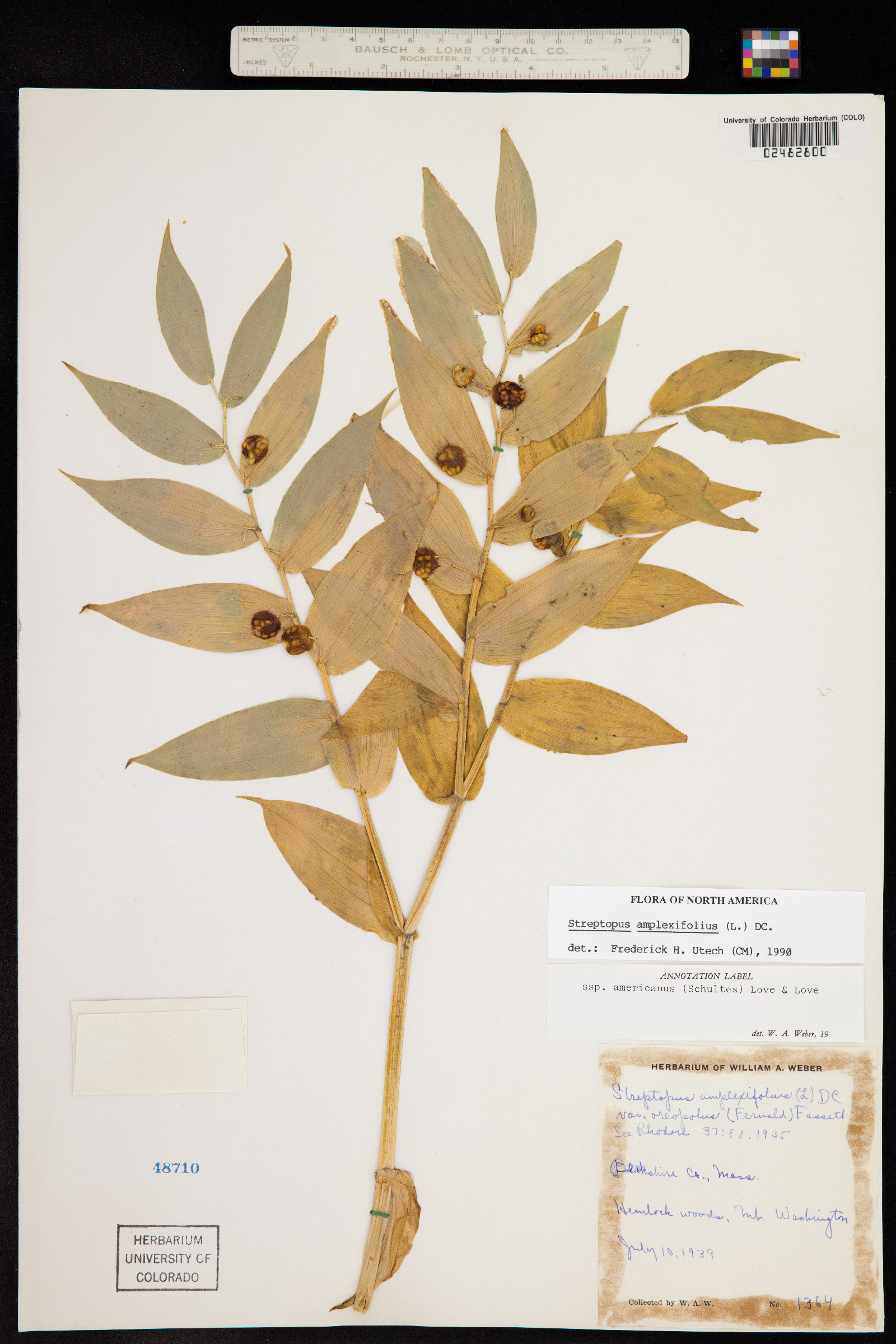 Streptopus amplexifolius image