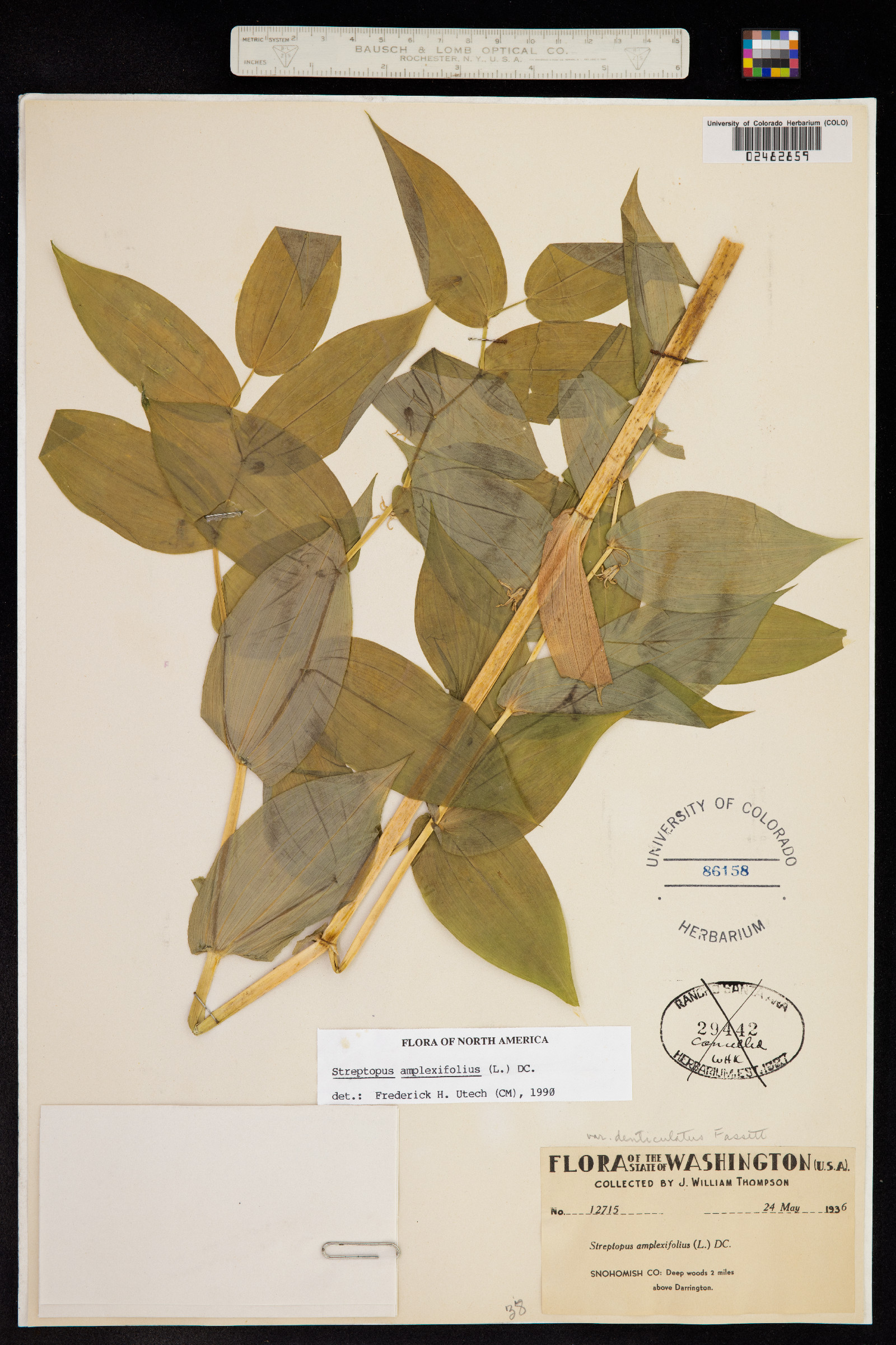 Streptopus amplexifolius image